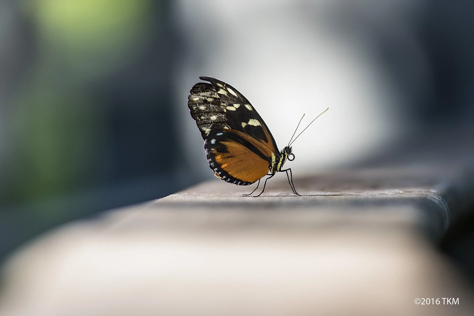 Dallas Butterfly House