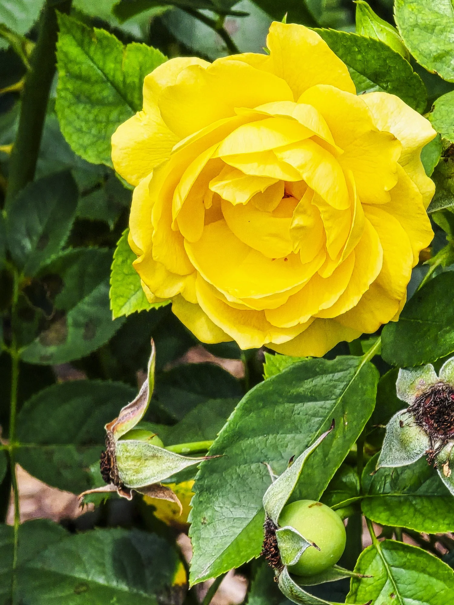 Fort Worth Botanic Garden