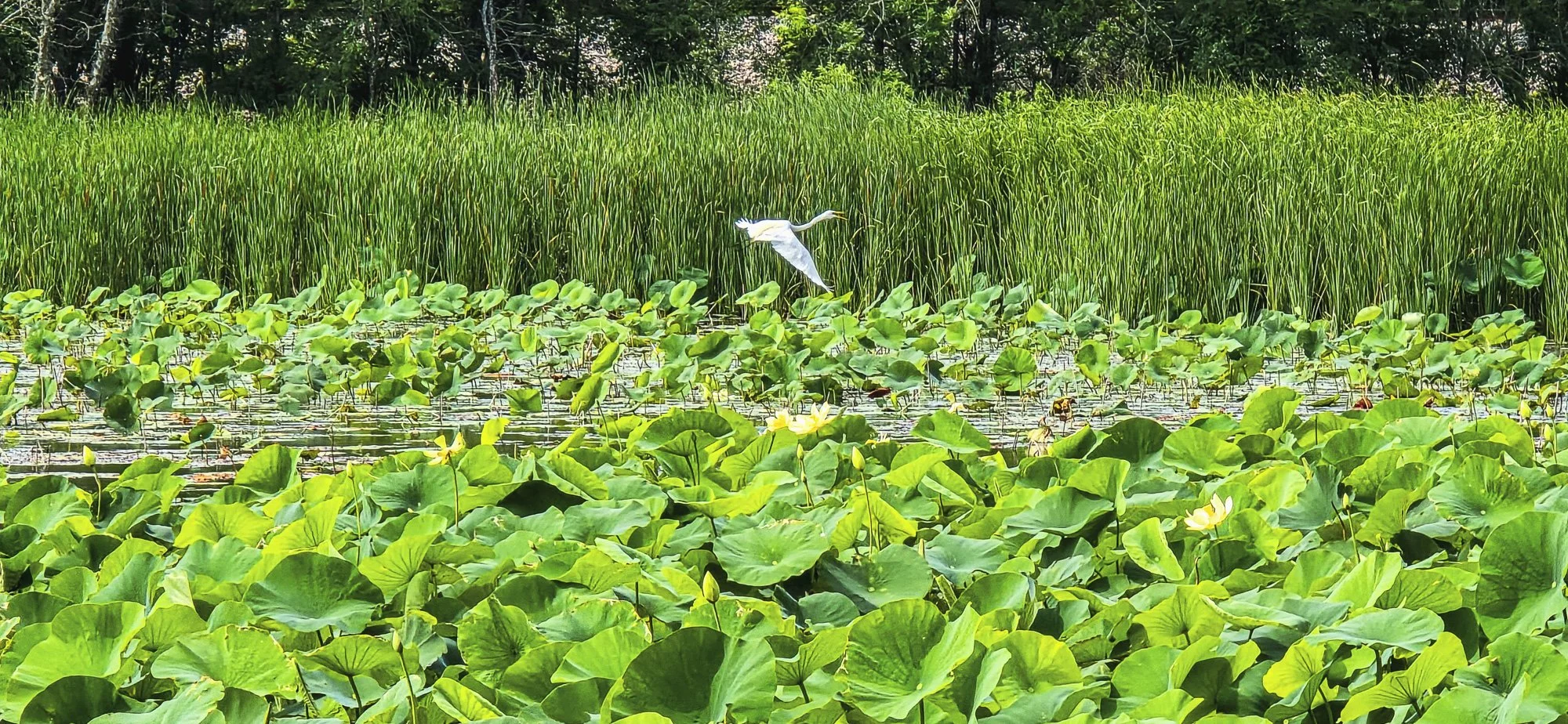 Hagerman NWR