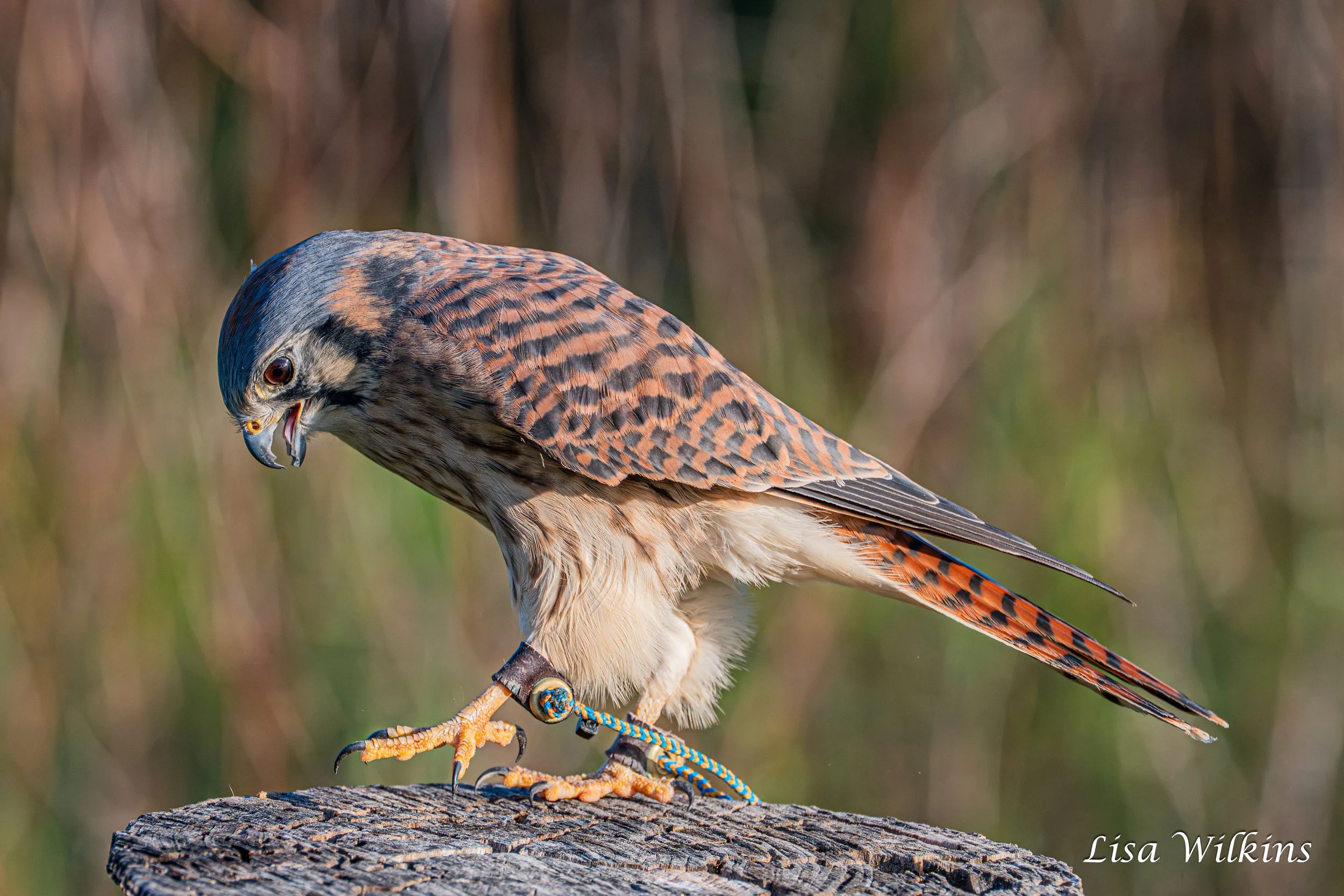 Blackland Prairie Raptor Center (BPRC)