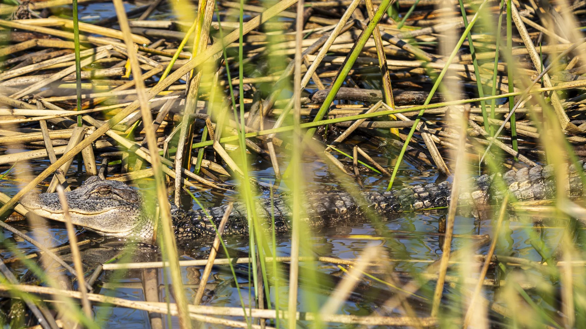 Fort Worth Nature Center &amp; Refuge (FWNC) - September