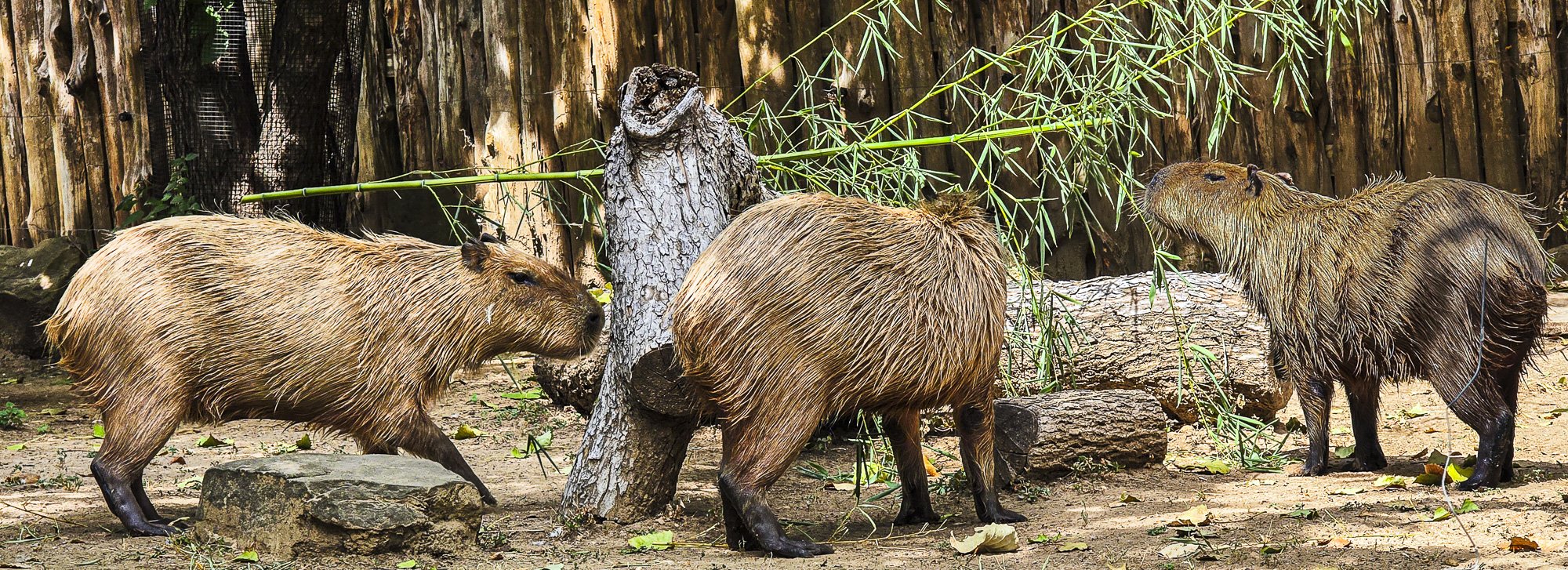 Dallas Zoo