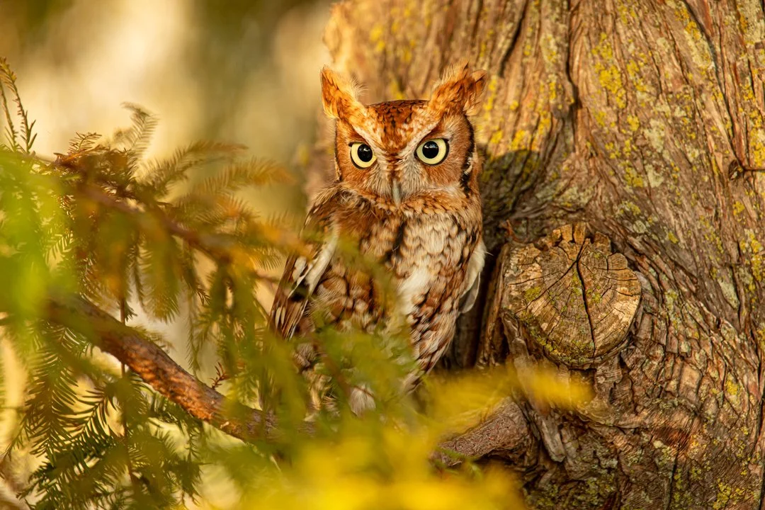 Adult Intermediate-Feathered Friends-2nd Place-99.jpg