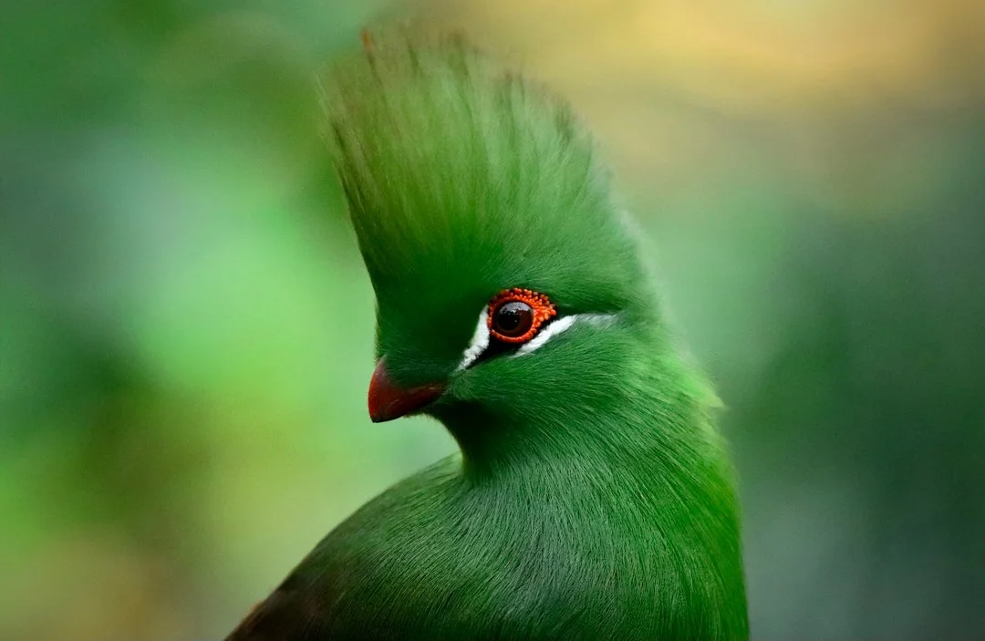 Adult Advanced-Feathered Friends-Honorable Mention-33.jpg