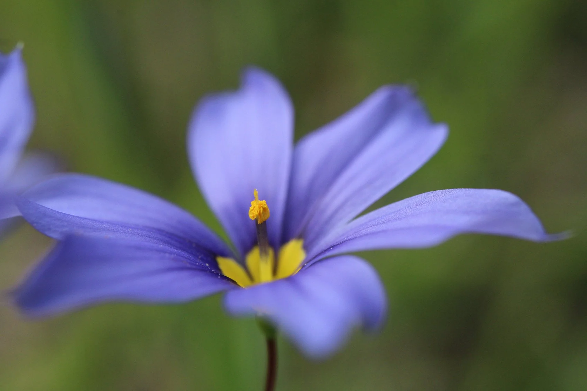 jljamaica2@yahoo[com~Adult - Aspiring~Floral~1.jpg