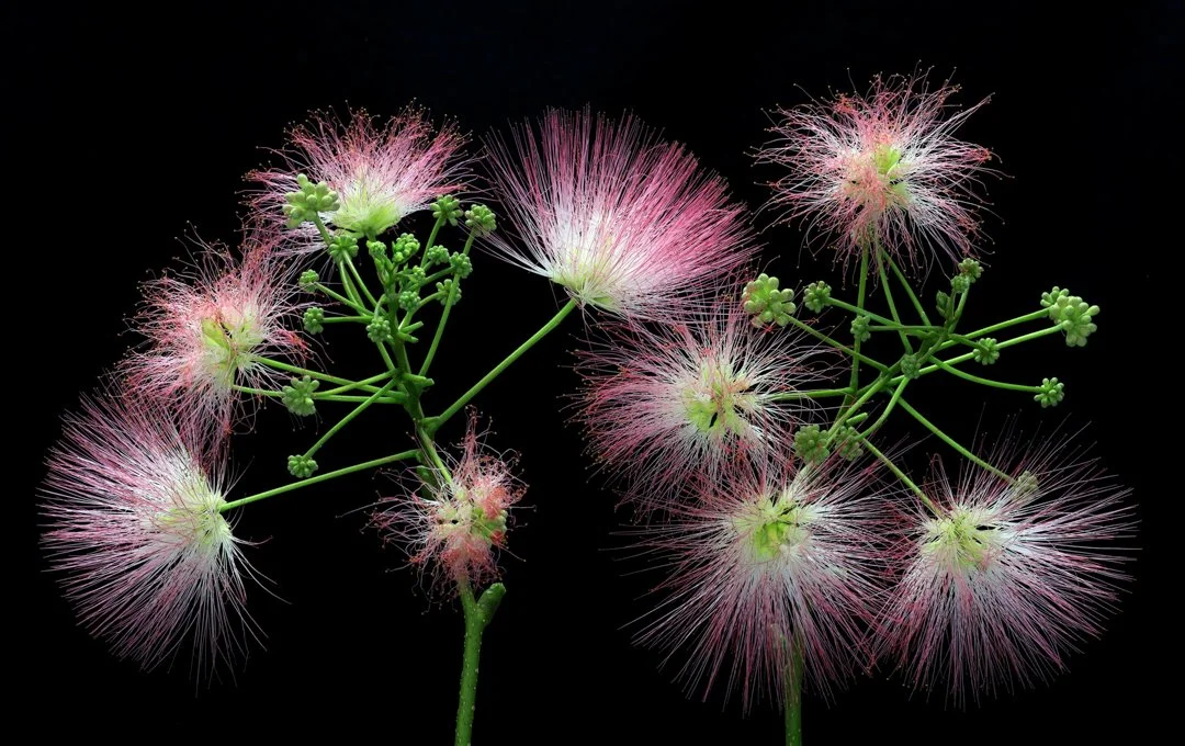 Adult Advanced-Floral-2nd Place-13.jpg