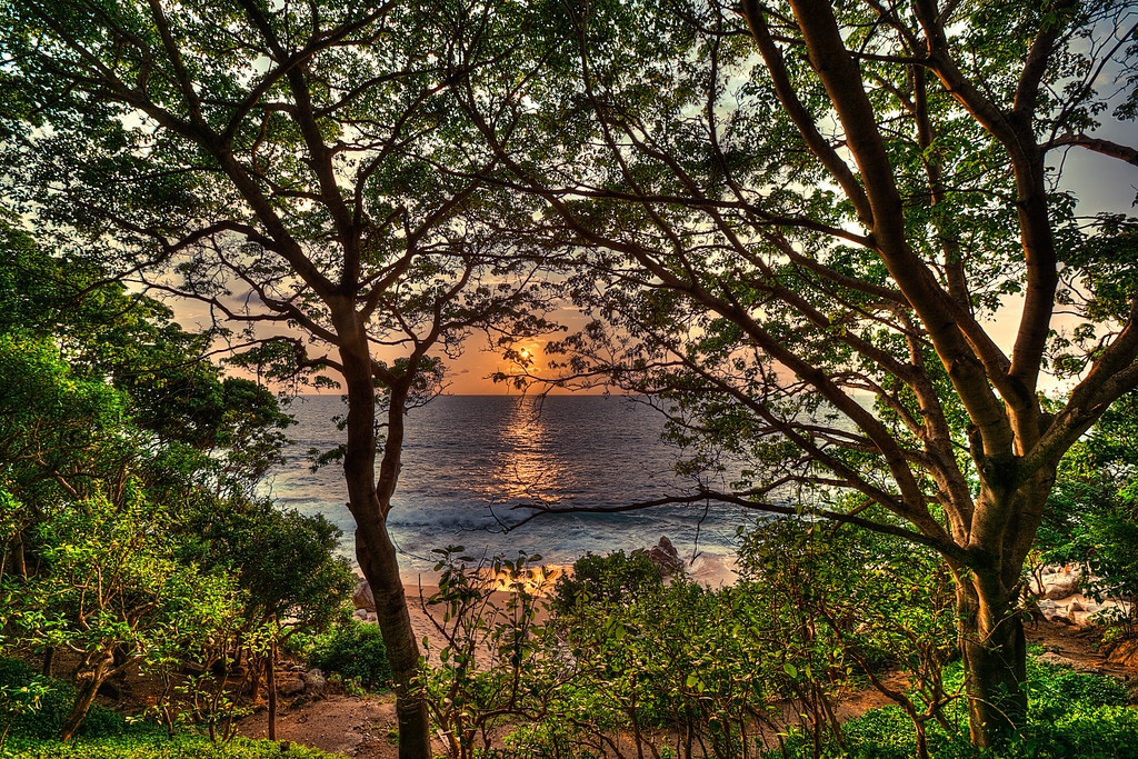 jungle view.jpg