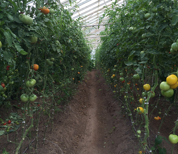 Heirloom tomatoes in Southern Sweden