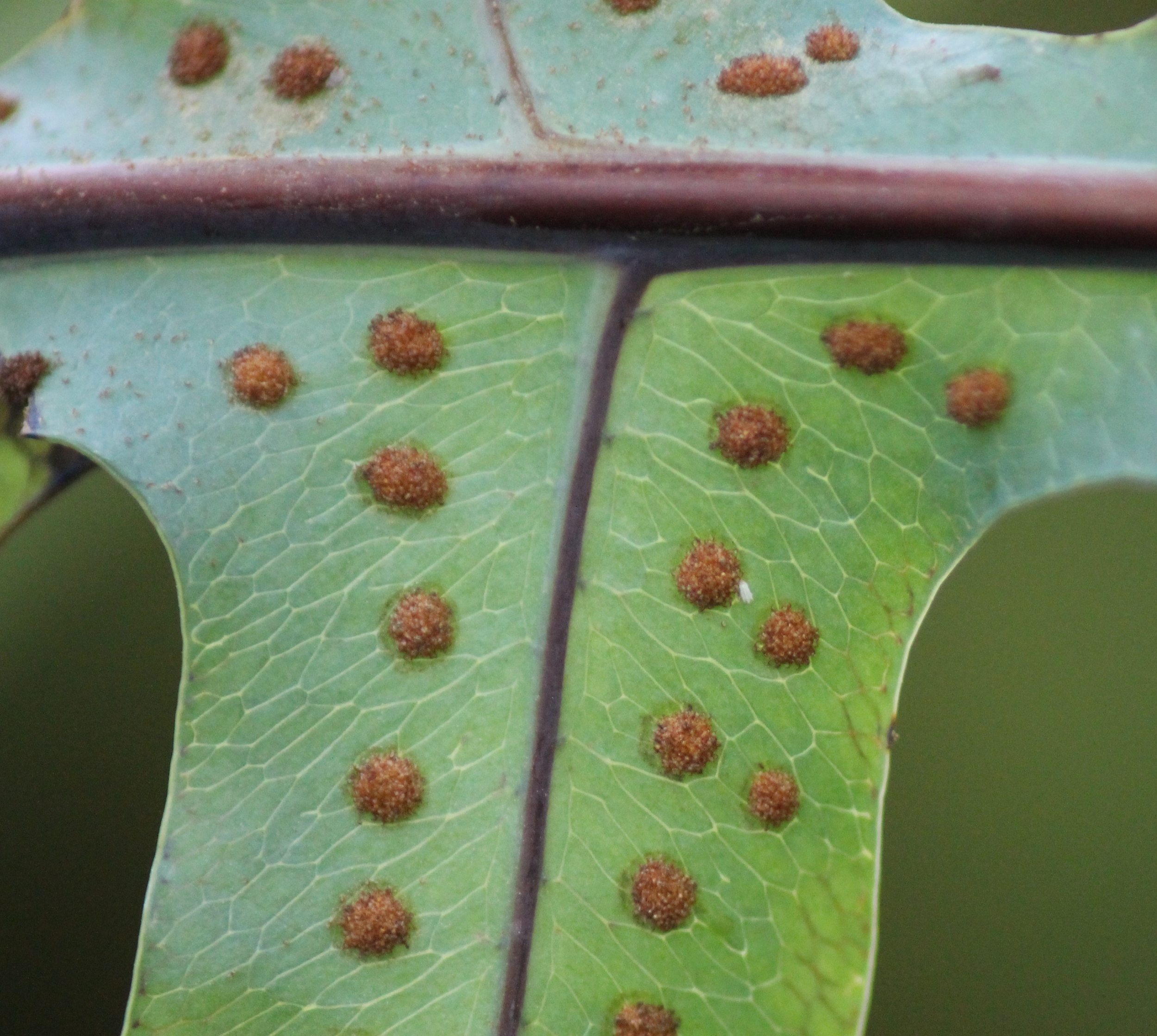 Fern sporangia close up (Photo credit: Andy Winfield) 