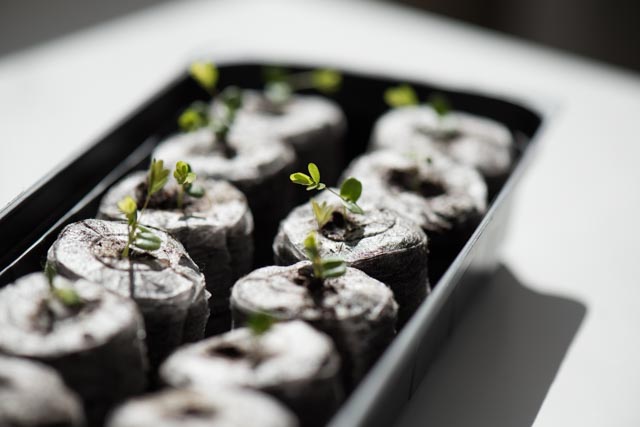 Tiny seedlings of M imosa pudica. The leaves already close up on touch.