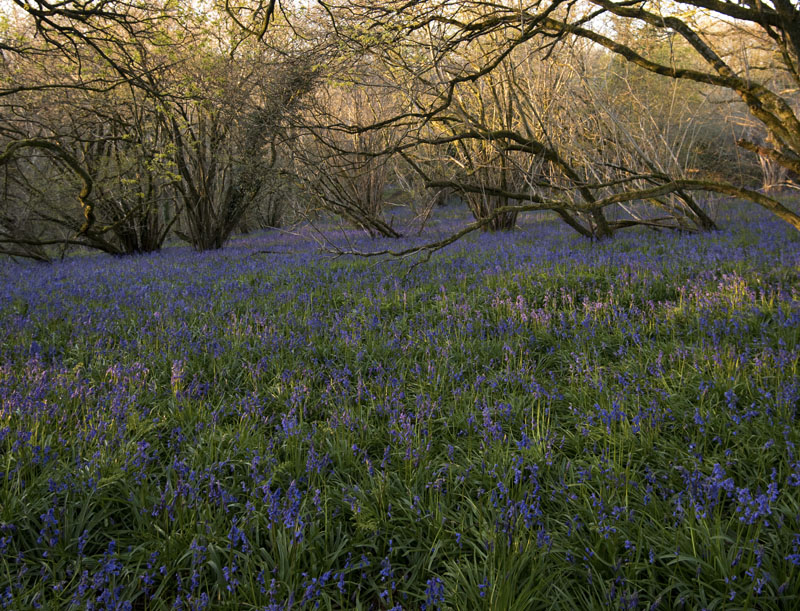 My local woodland at dawn