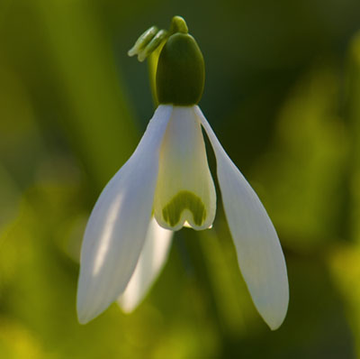 Snowdrops at East Lambrook Manor Gardens