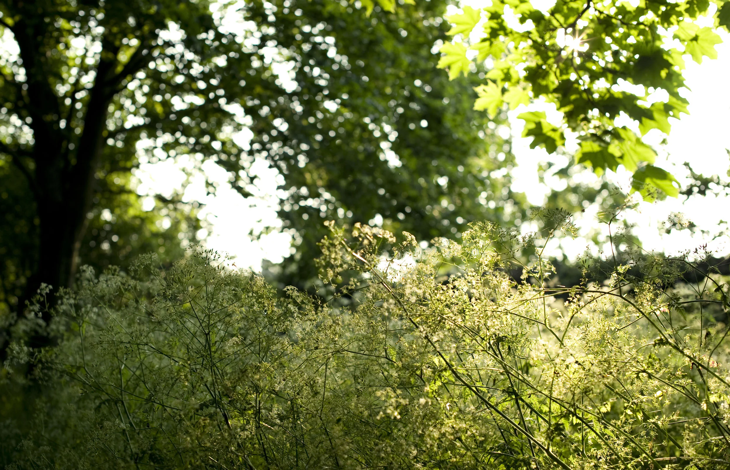Anthriscus sylvestris at Biddestone Manor, Wiltshire