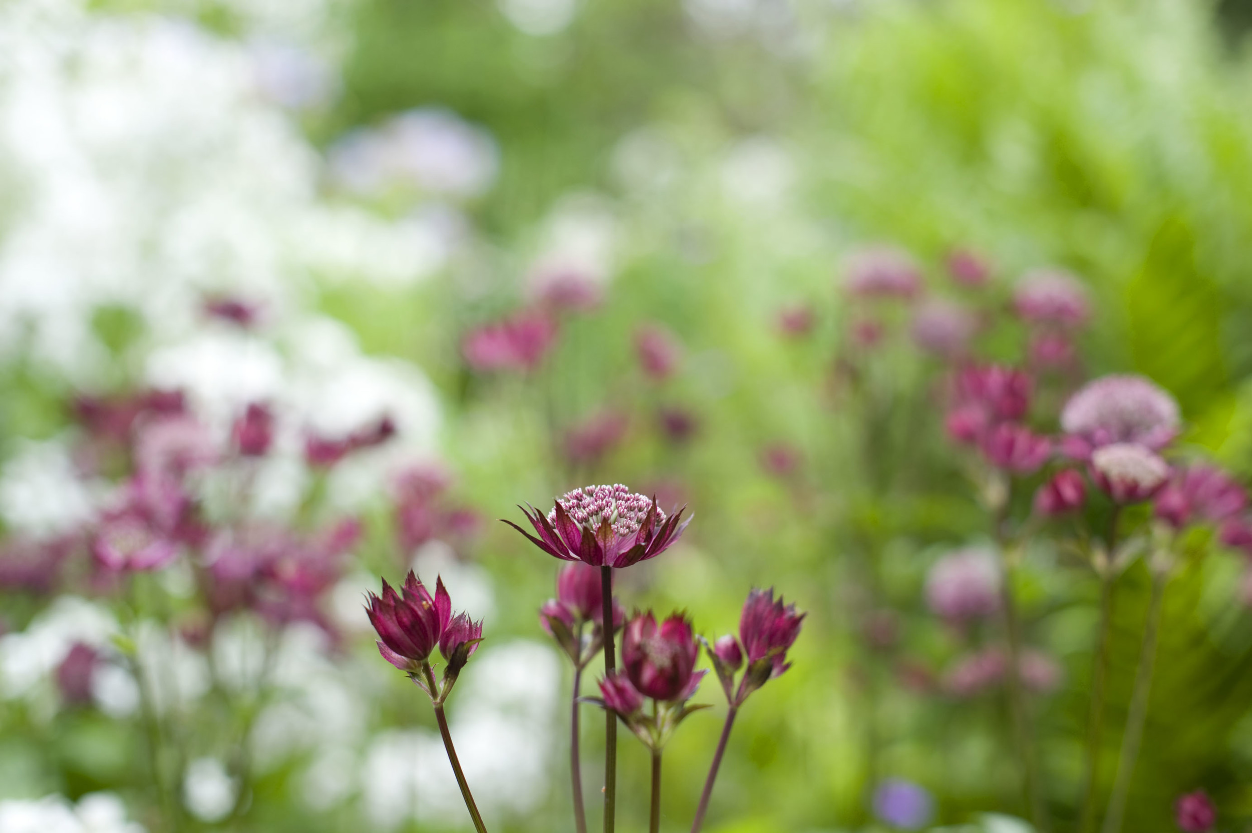 The very adaptable Astrantia 'Gill Richardson'