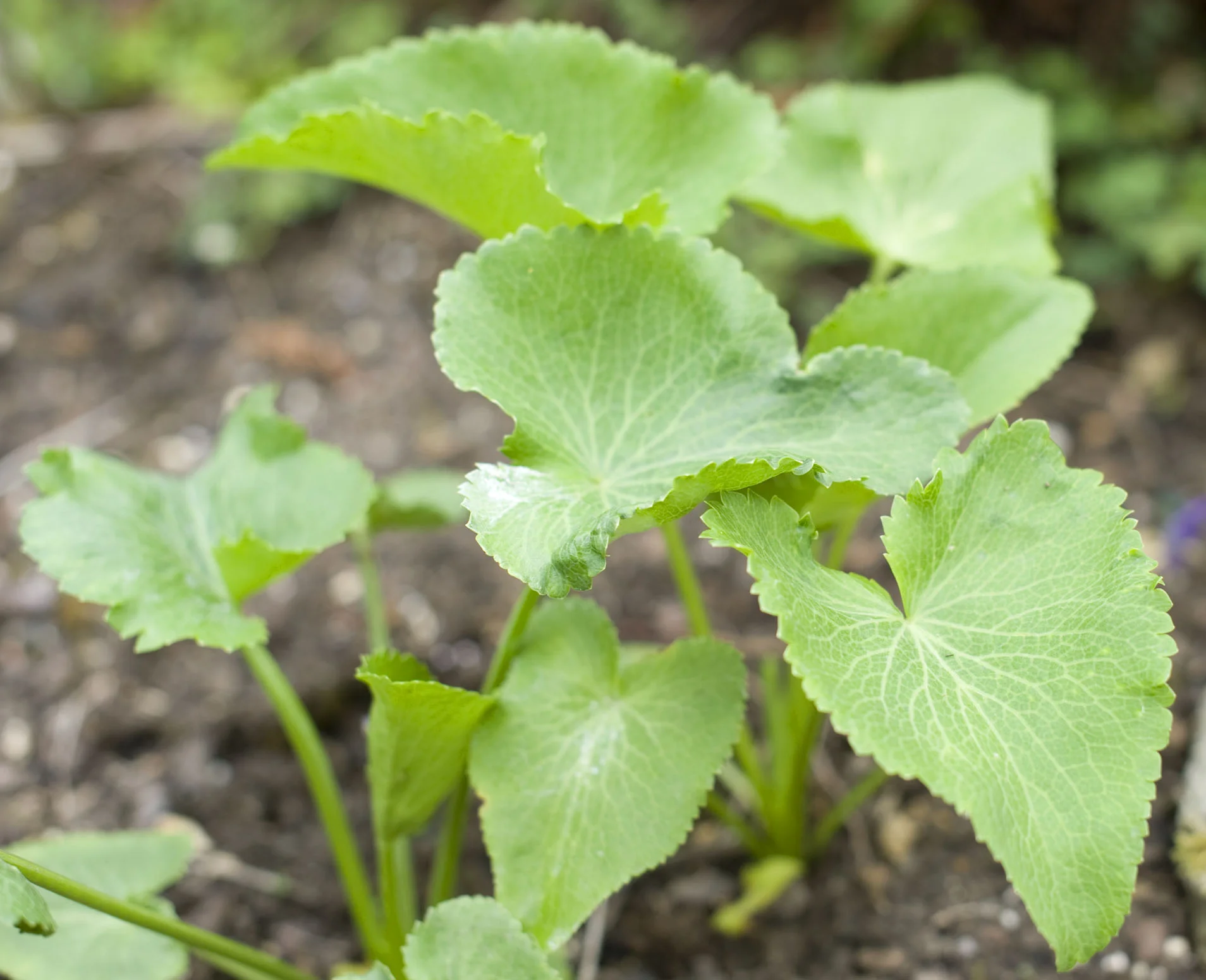 Eryngium sp. seedling