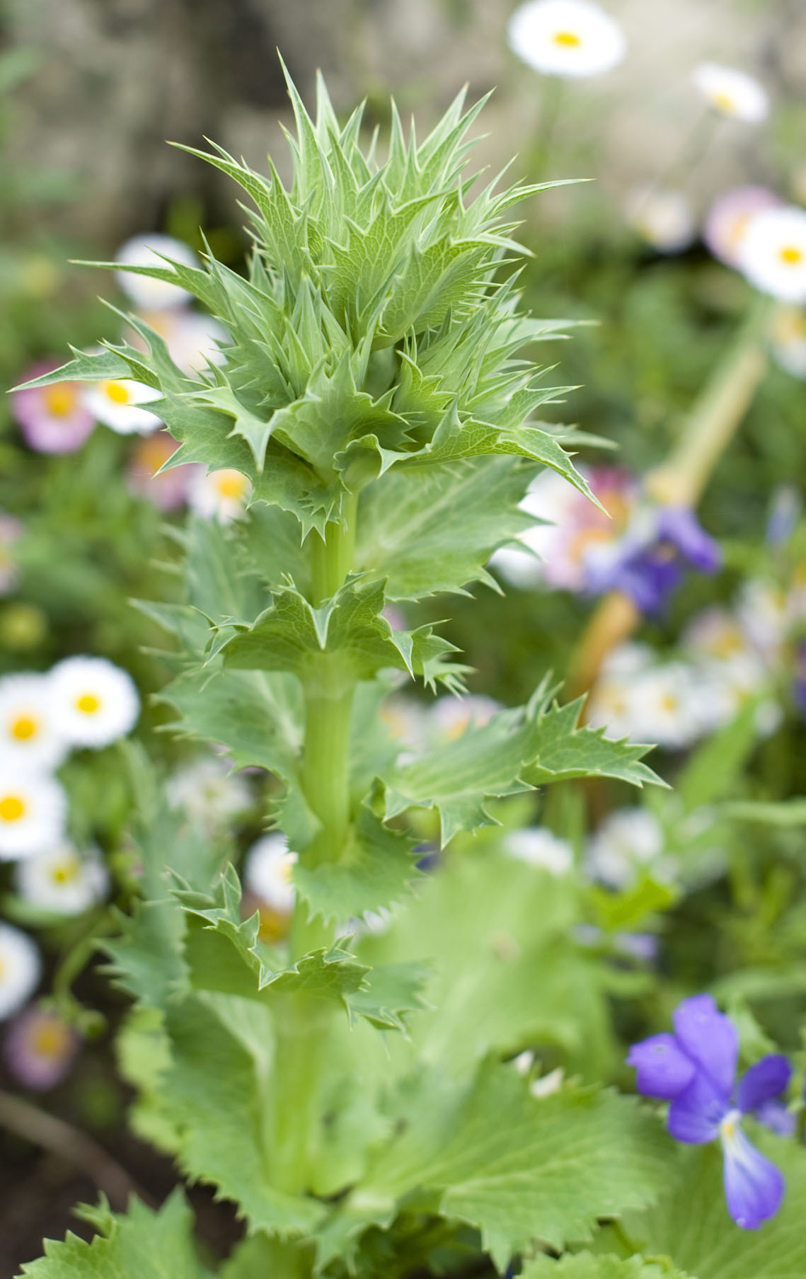 Emerging Eryngium sp.