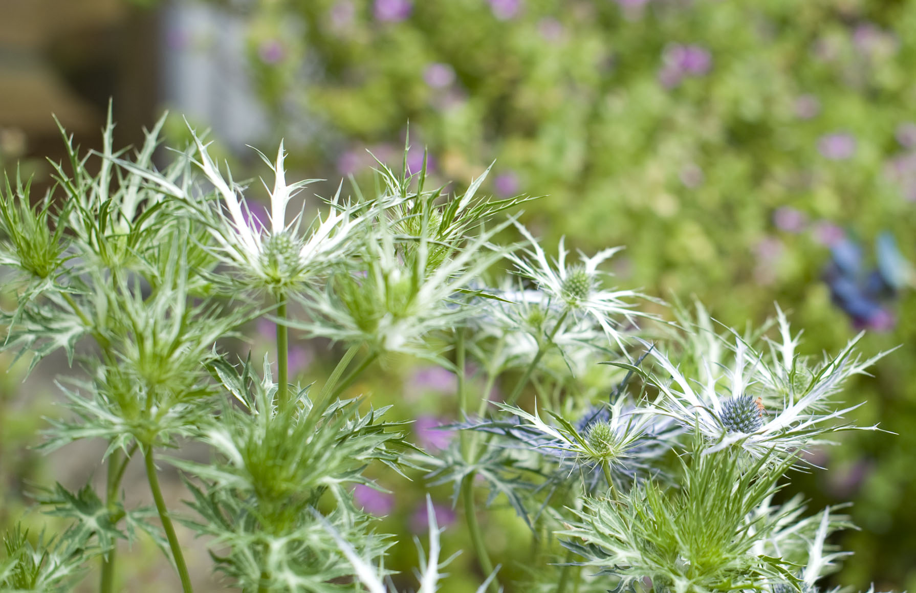 The spiny Eryngium bougatii 'Graham Stuart Thomas's selection (GST)