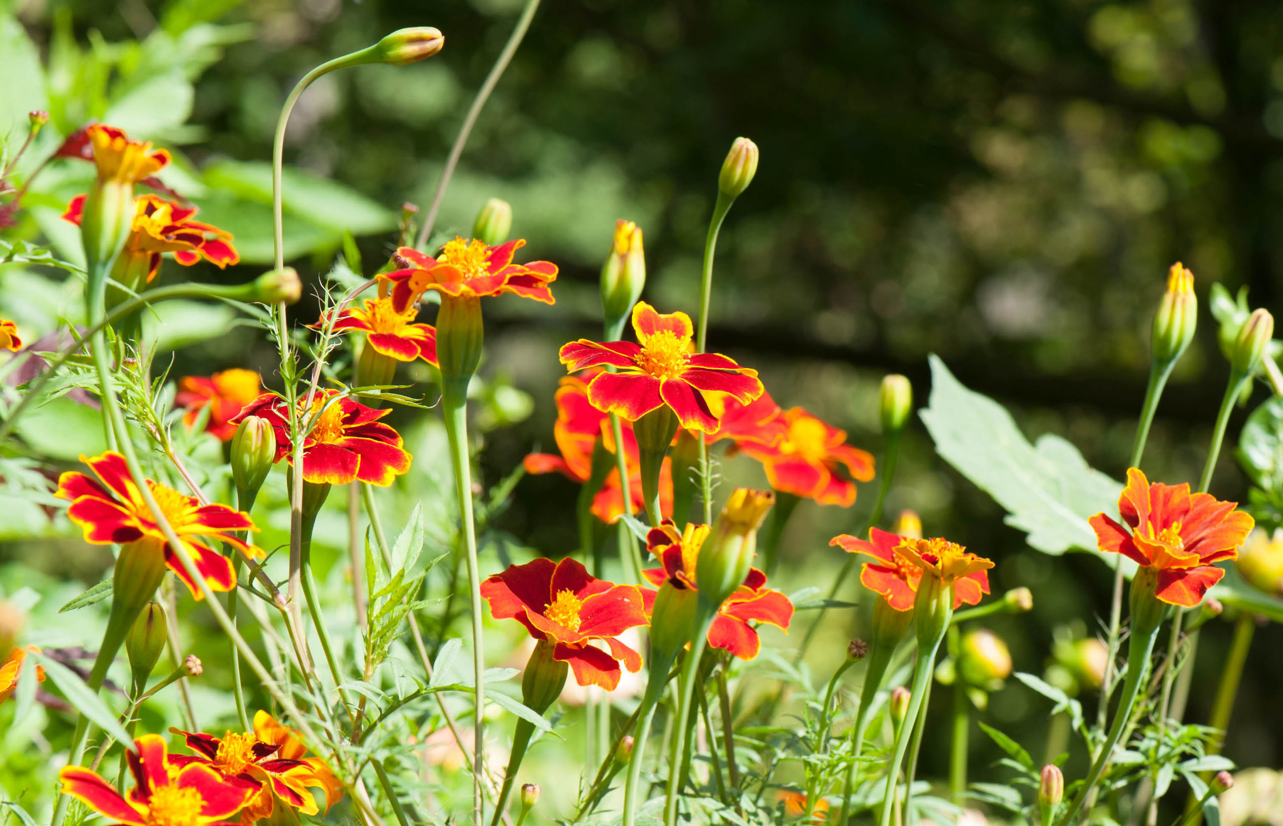 Tagetes linnaeus 'Burning Embers' interplanted with Dahlias
