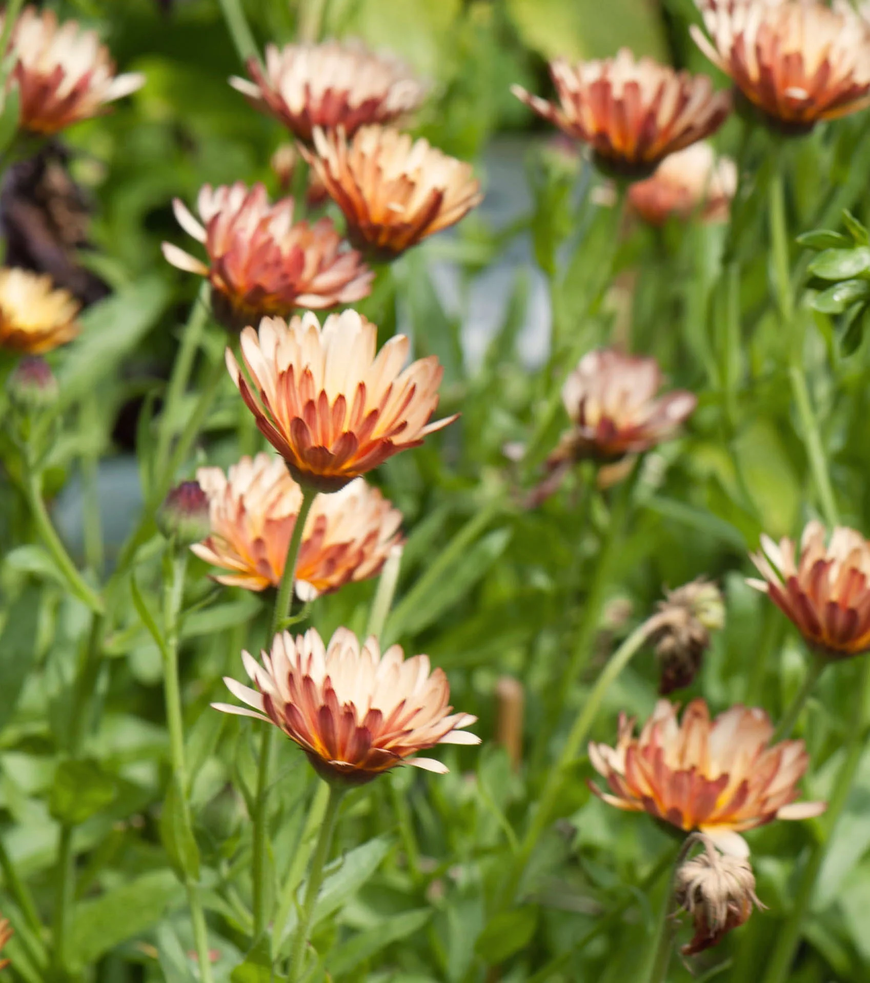 Calendula officinalis 'Triangle Flashback'