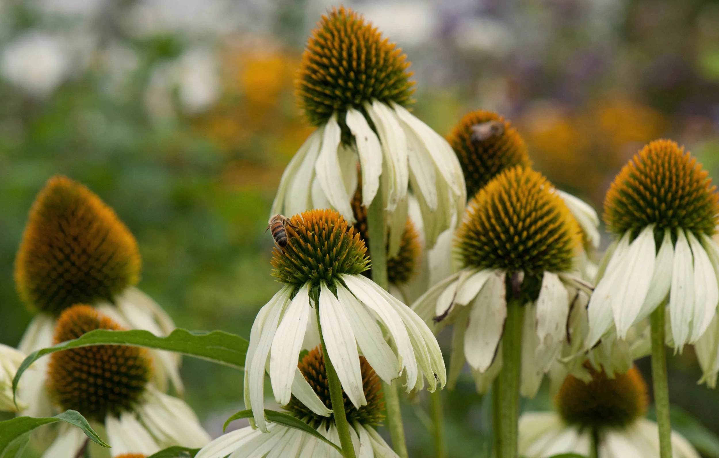 Echinacea purpurea 'Alba'