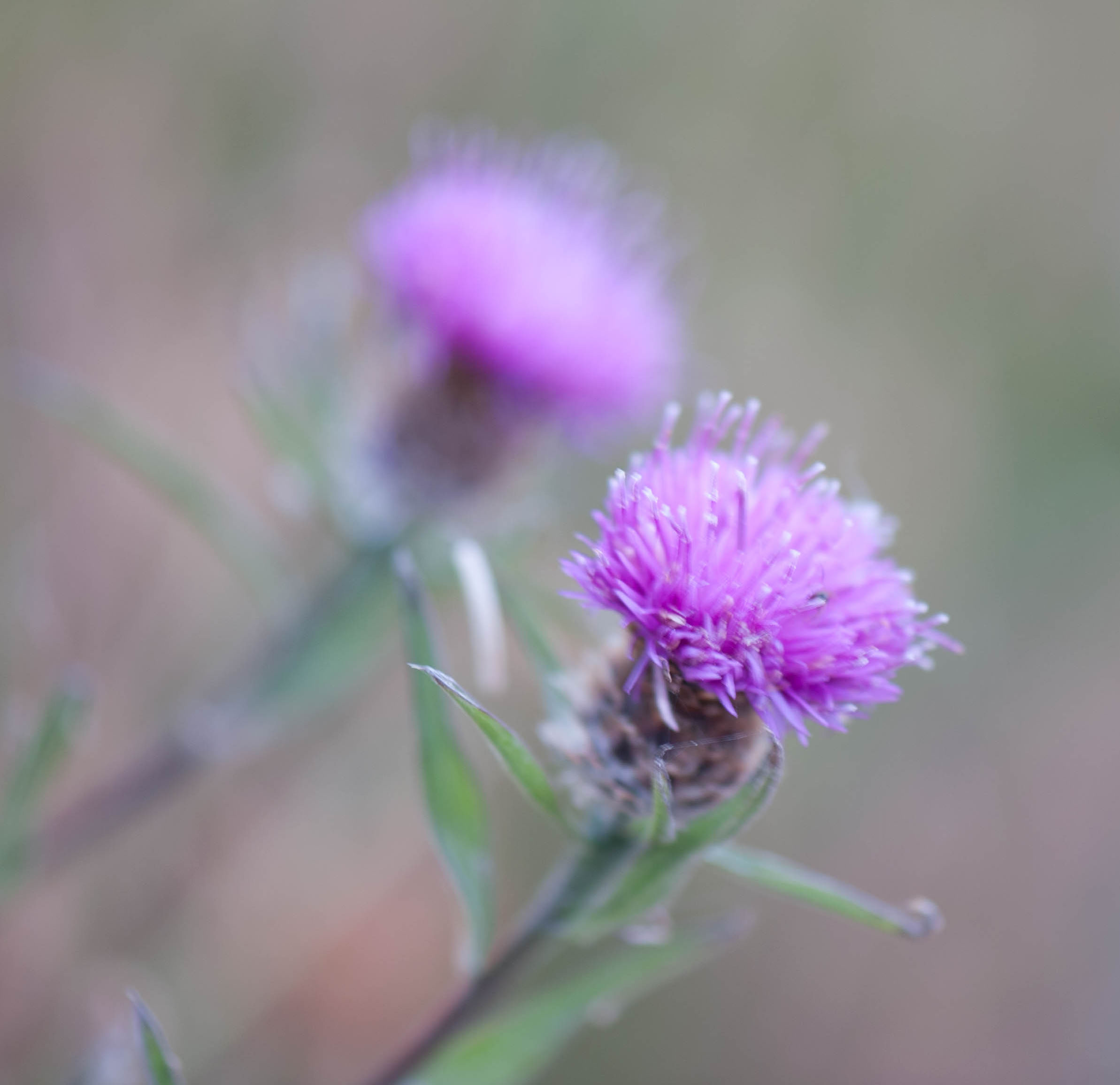 Centaurea nigra growing wild in shingle