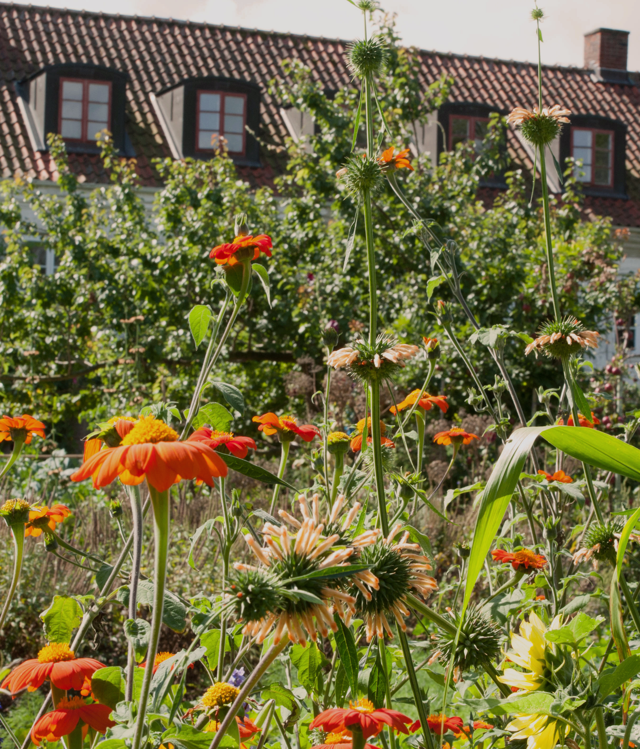 Leonotis nepetifolia 'Shrimp Cocktail' growing with Tithonia species