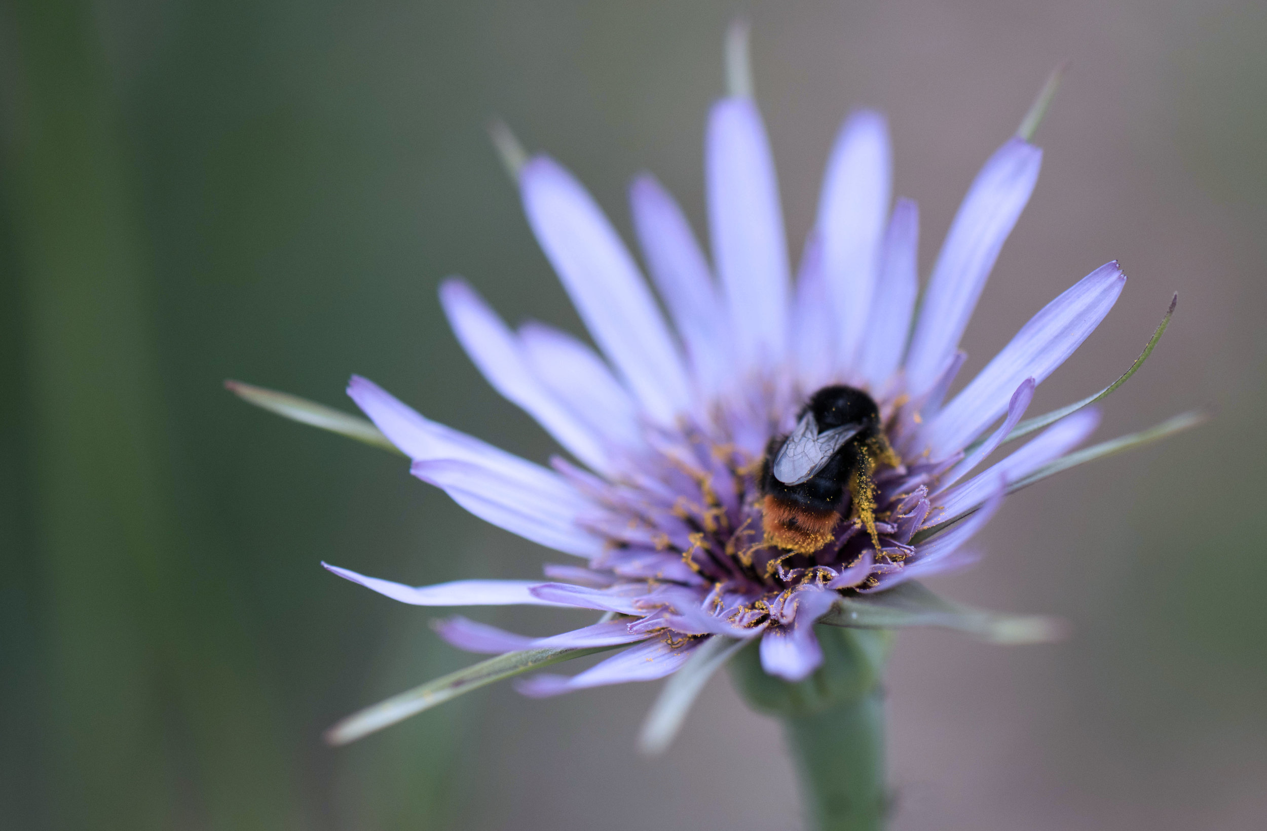 Tragopogon crocifolius visited by pollinators