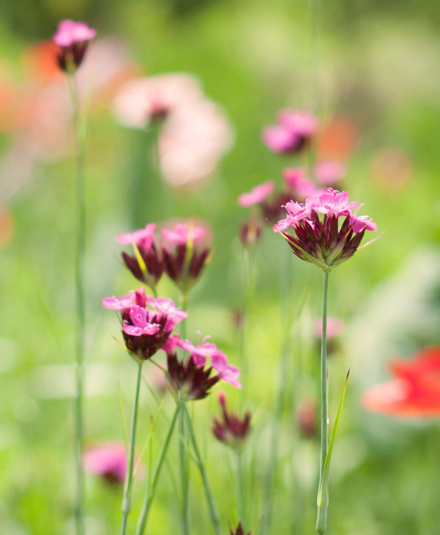Vibrant Dianthus carthusianorum