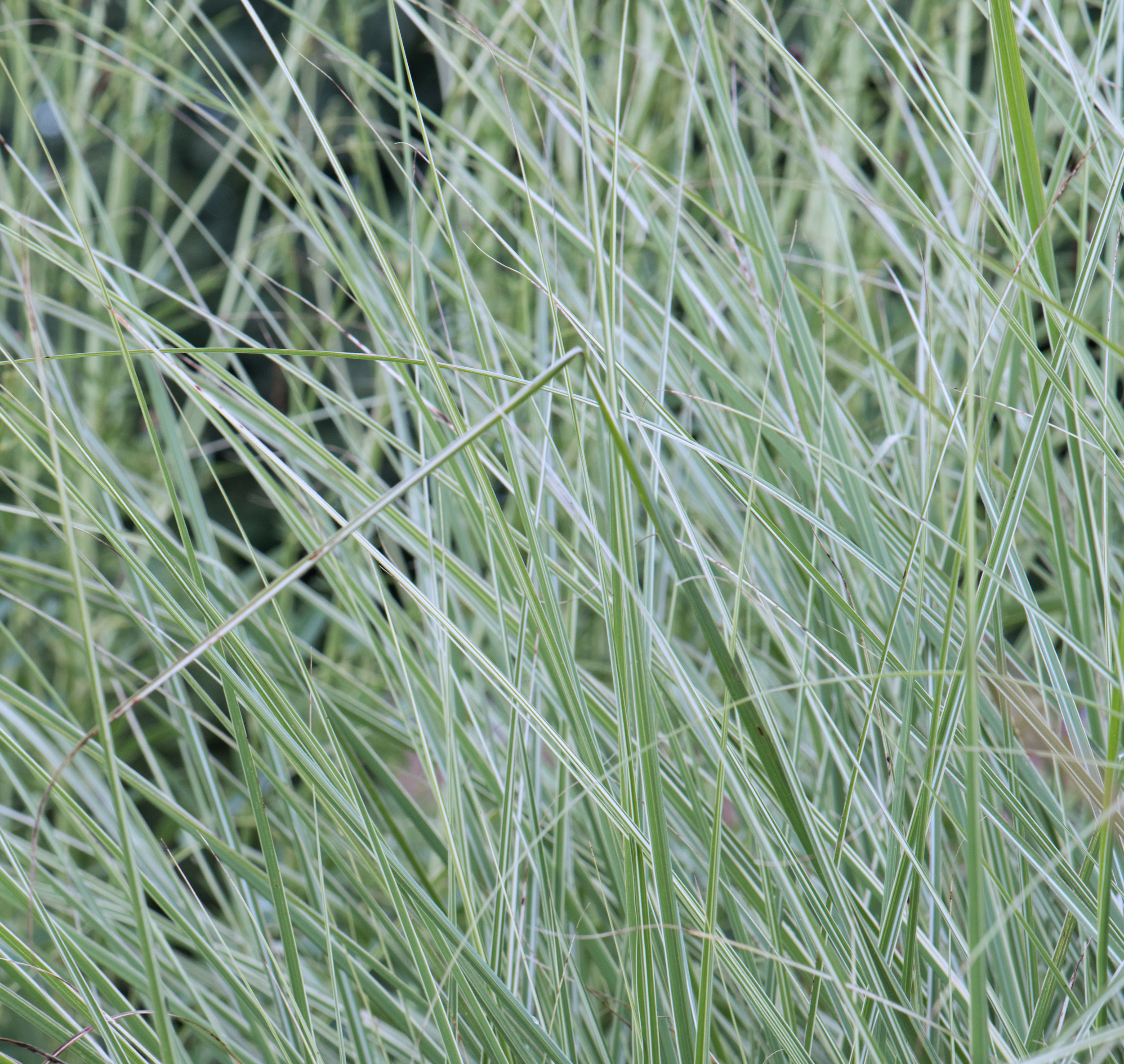 Striped foliage of Miscanthus 'Morning Light'