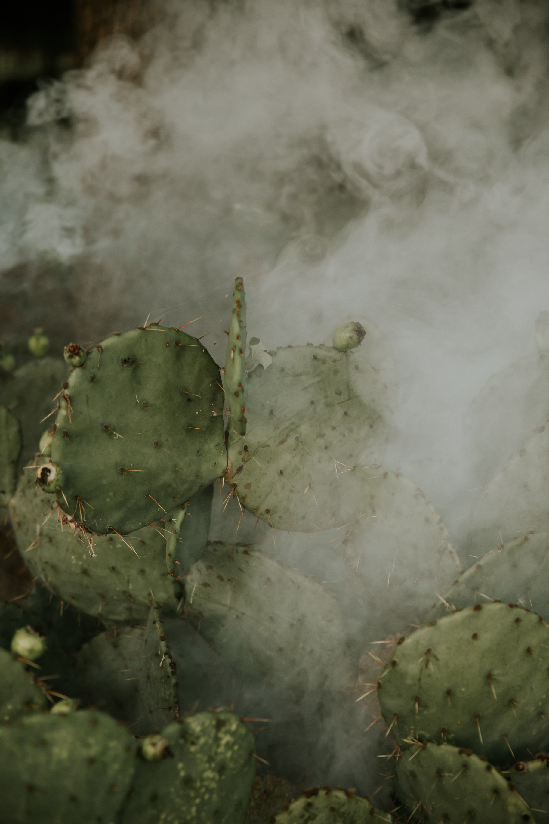 Smoke + Cacti