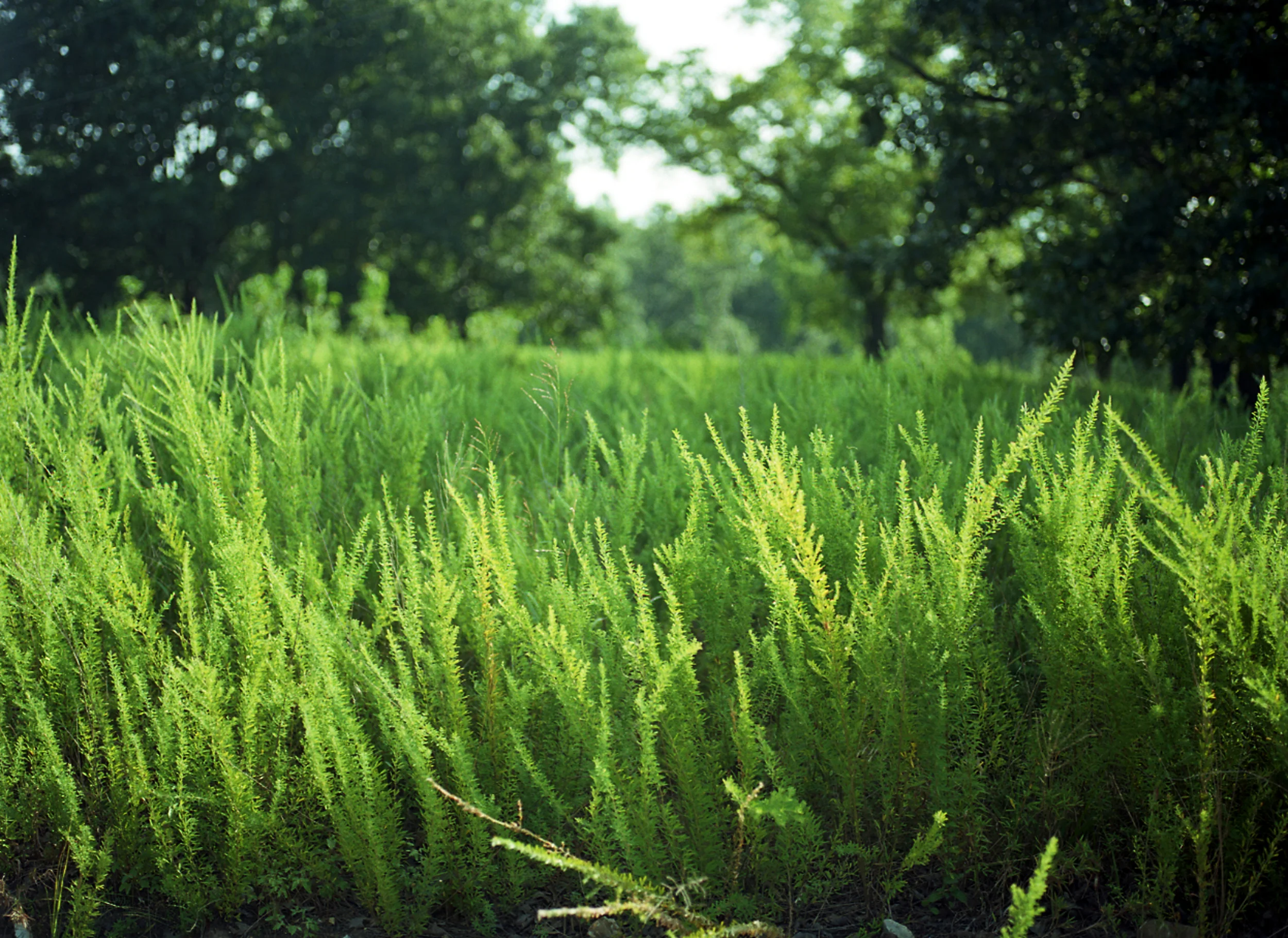 2015-9-22 BullShoals_grass.jpg