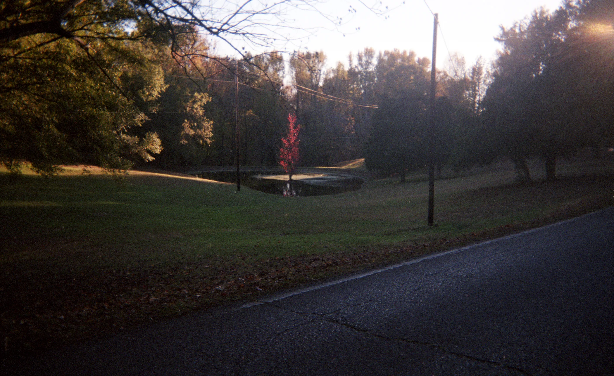 2015-11-10 disposable007_tree.jpg