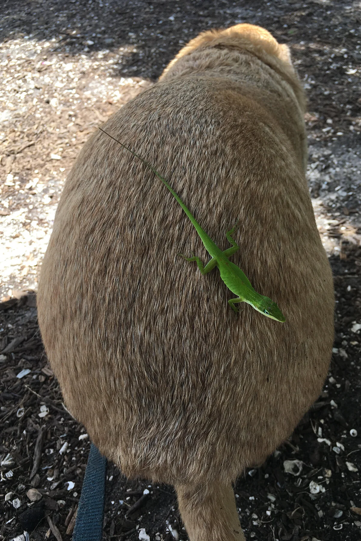 016 winstonwithlizard_finaldraft001.jpg