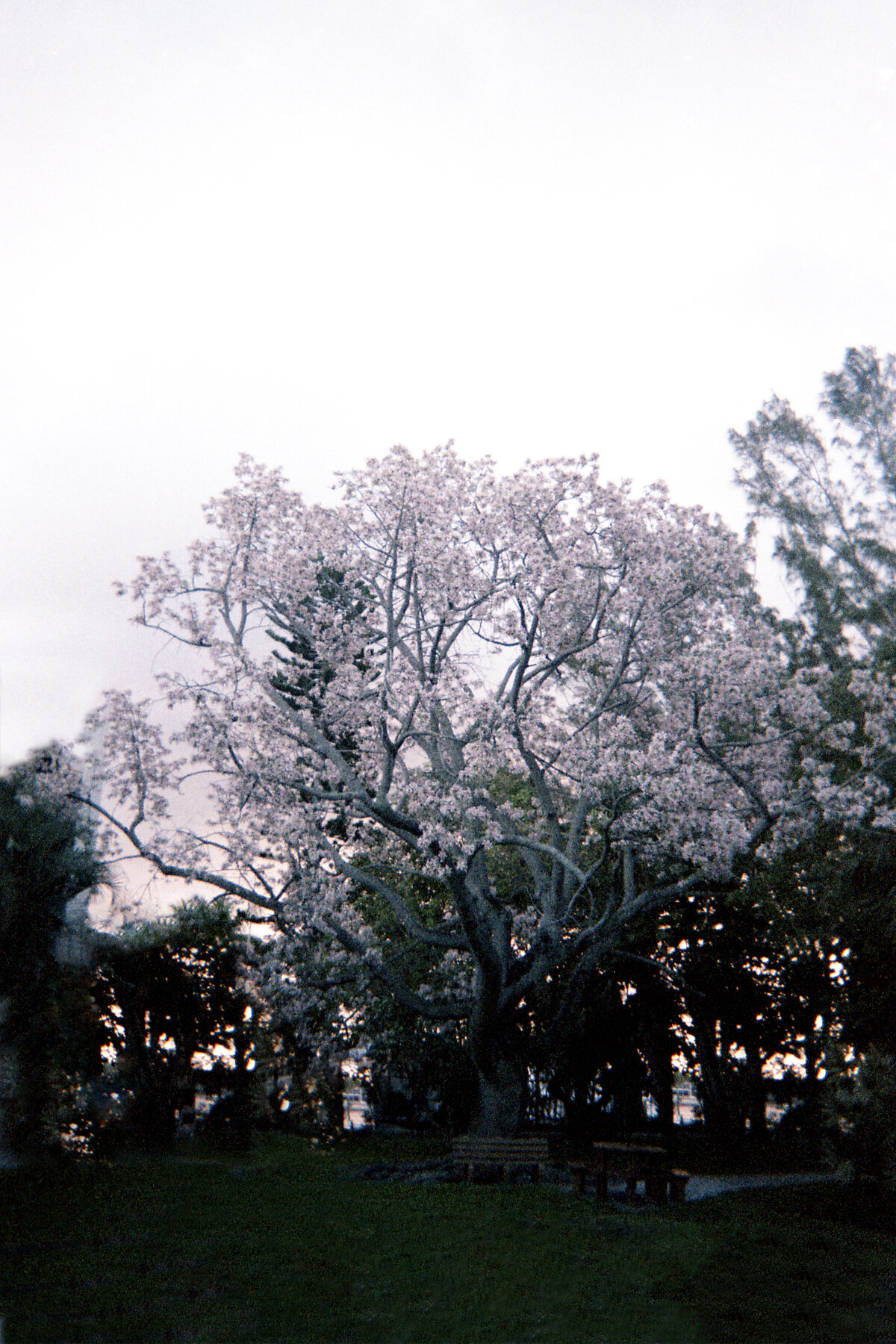 014 2018-12-29010.jpg