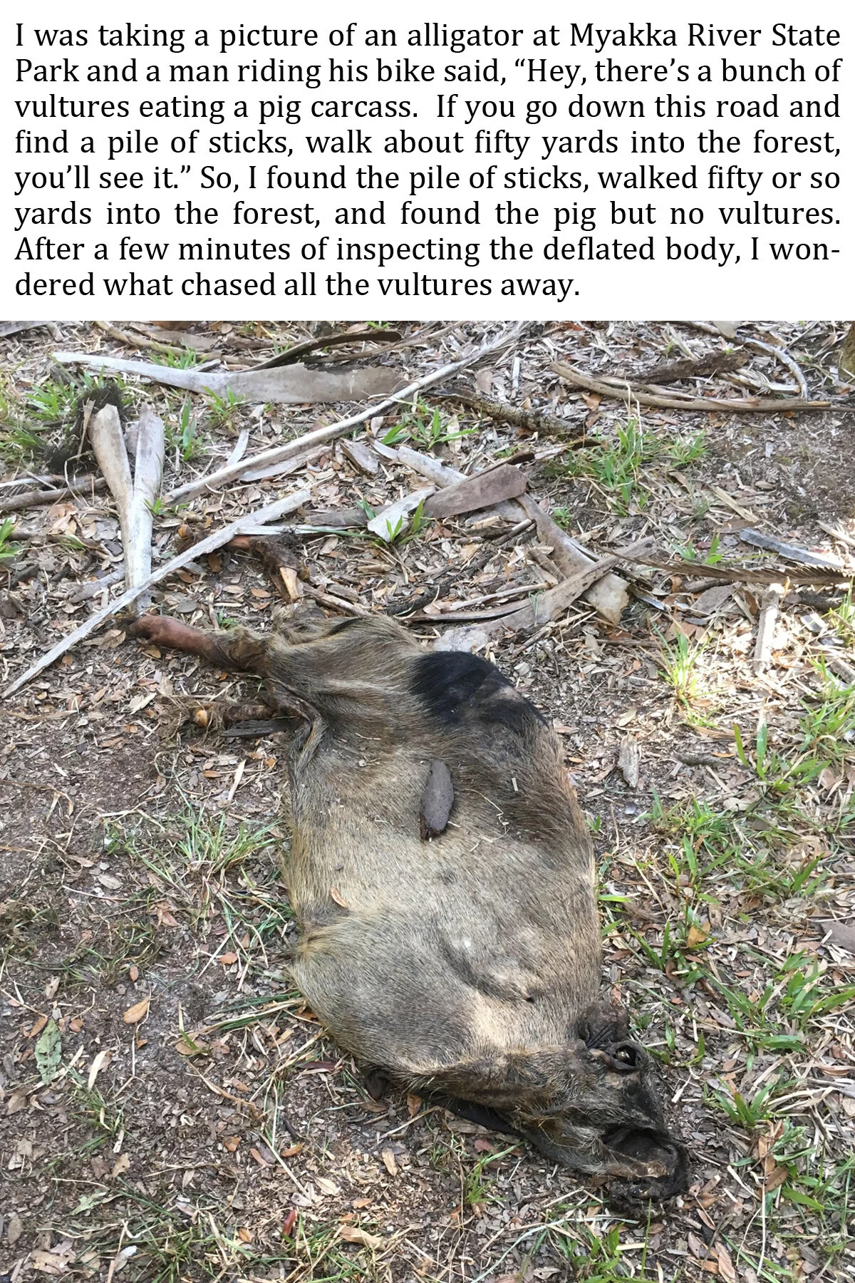019 2019-1-13 Carcass.jpg