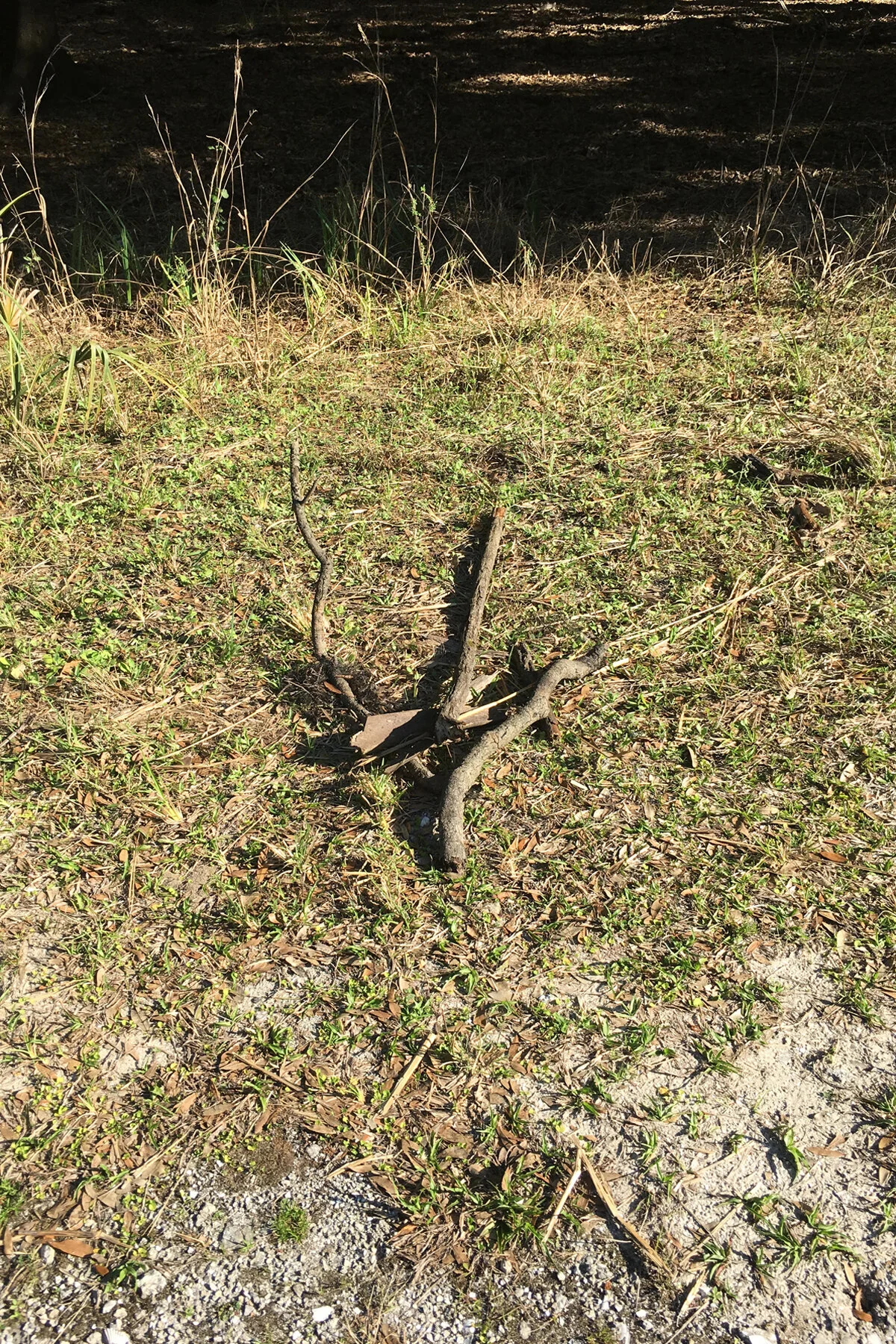 018 2019-1-13 sticks.jpg