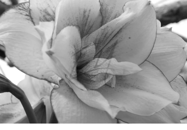 Soft Glow of Morning