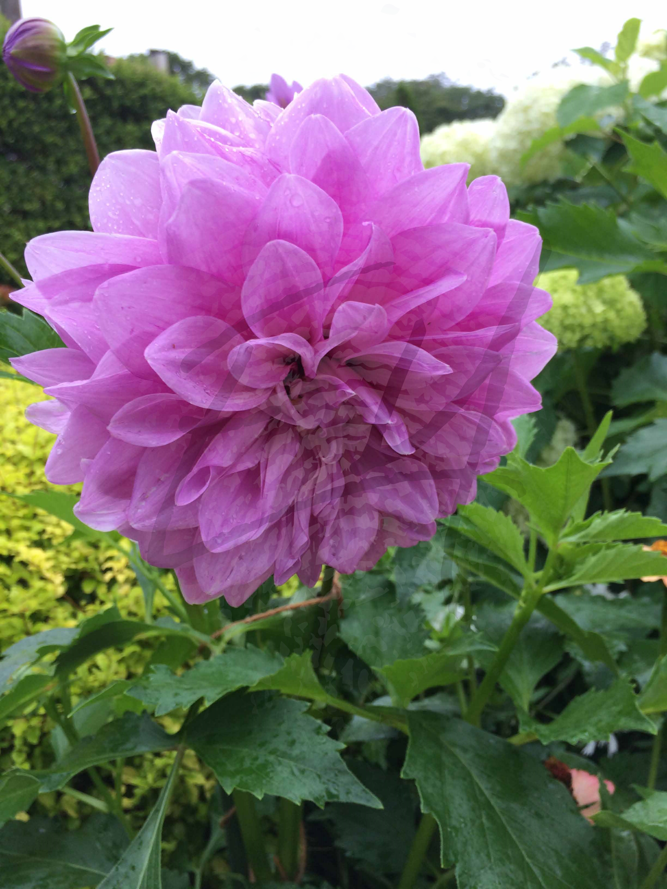 Watermarked A Break in the Clouds.jpg