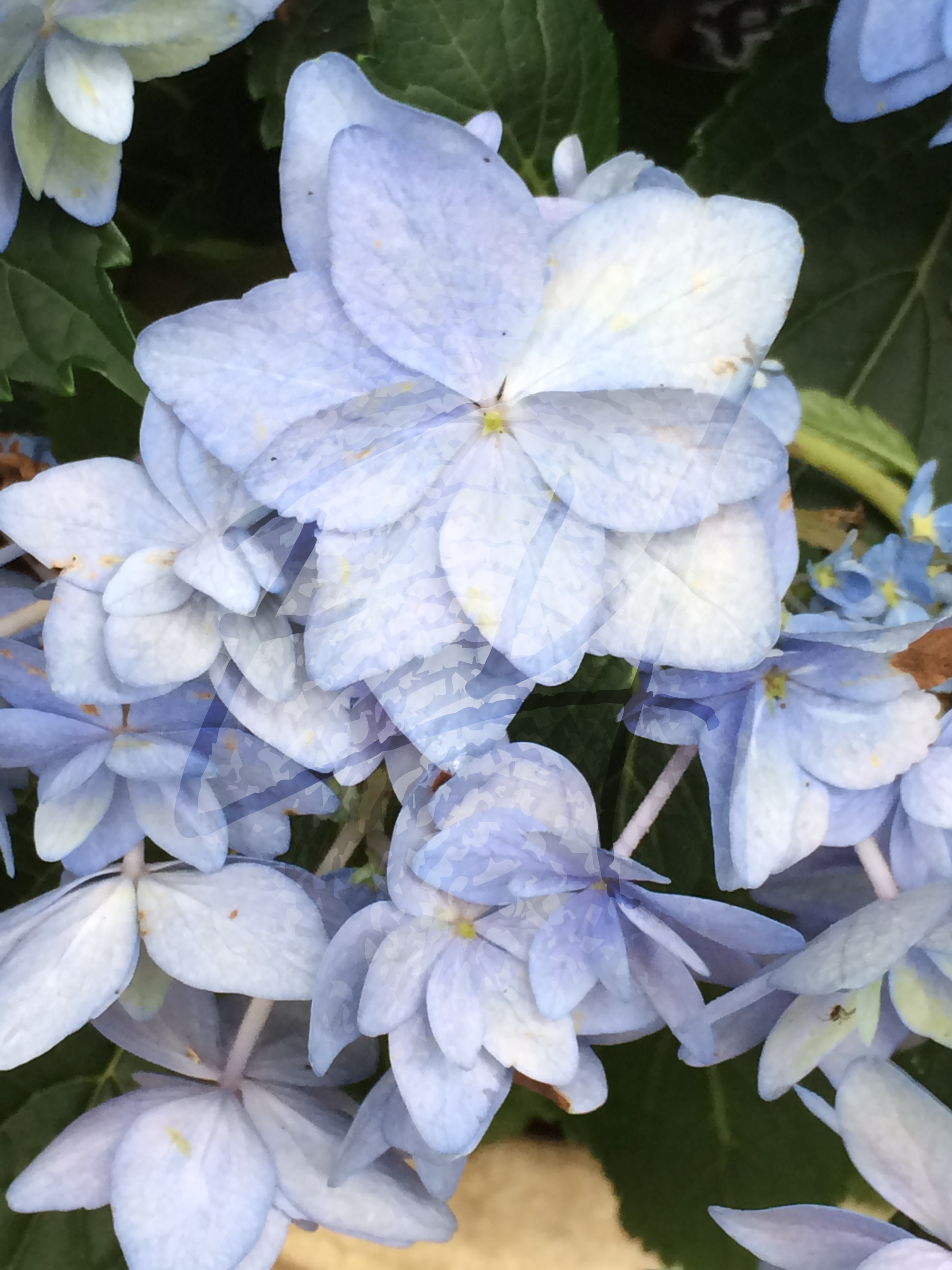 Hydrangeas - Baby Blue