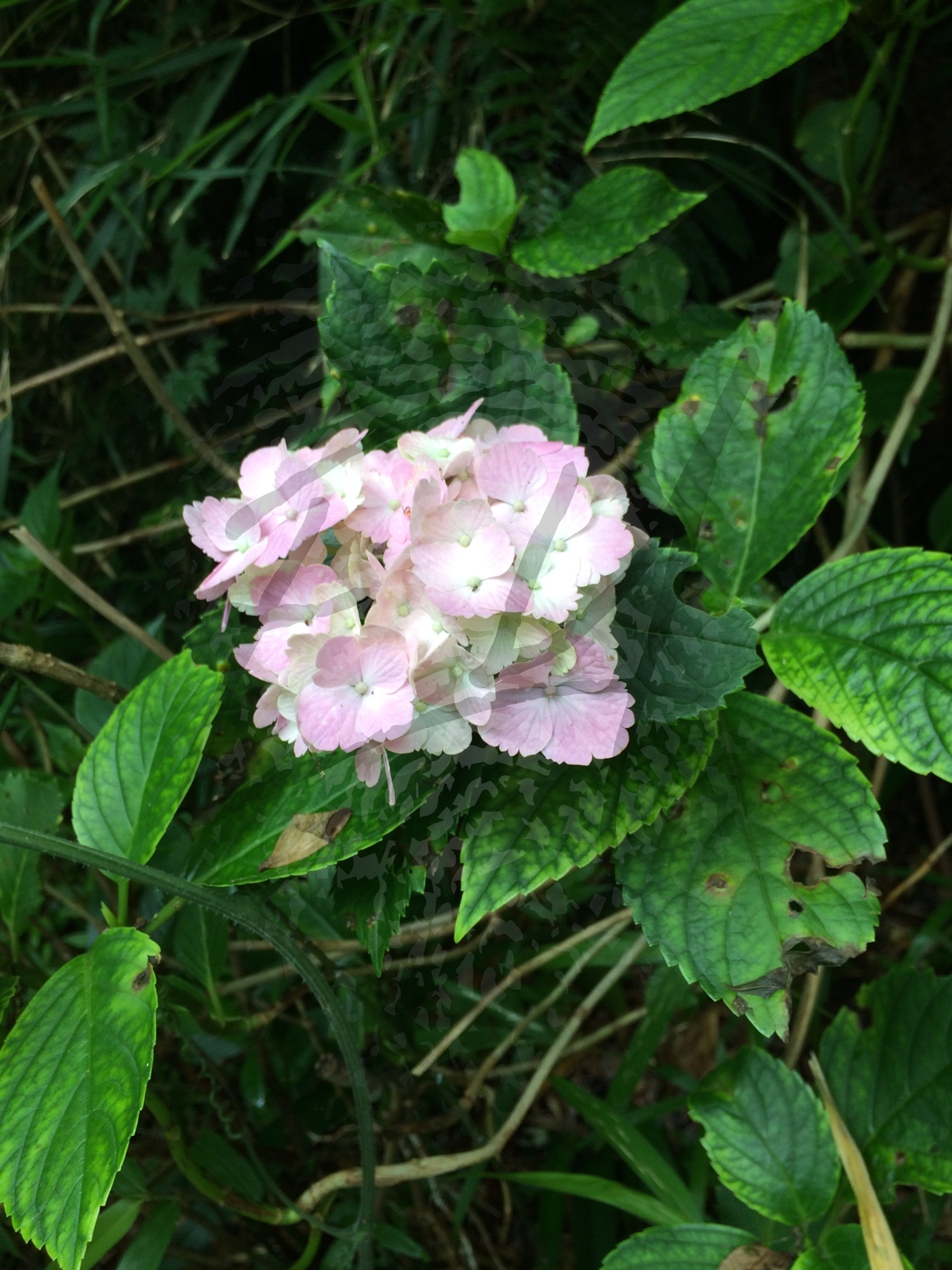 Watermarked Hydrangeas - Baby Pink.jpg
