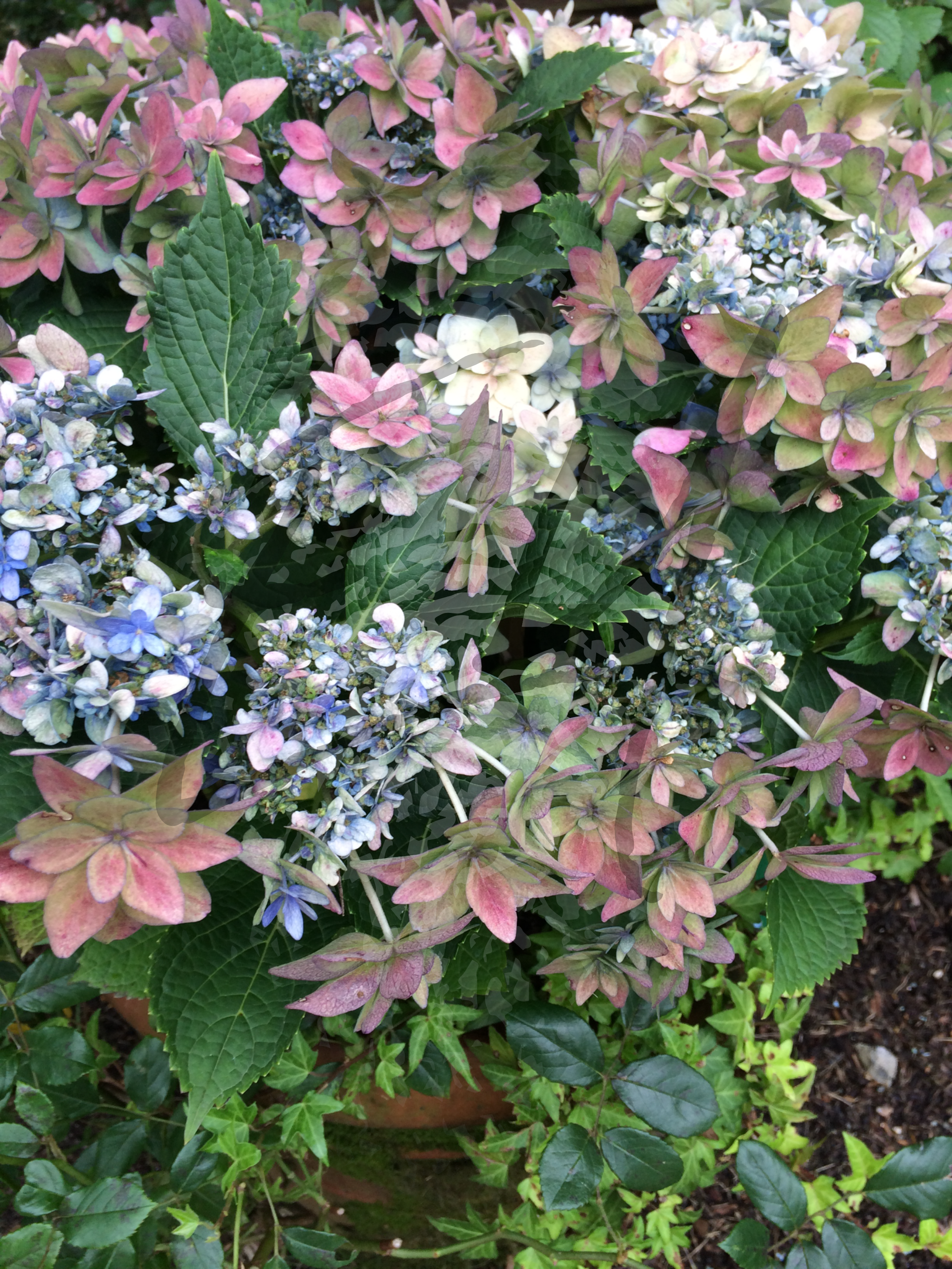 Hydrangeas - Dazzle