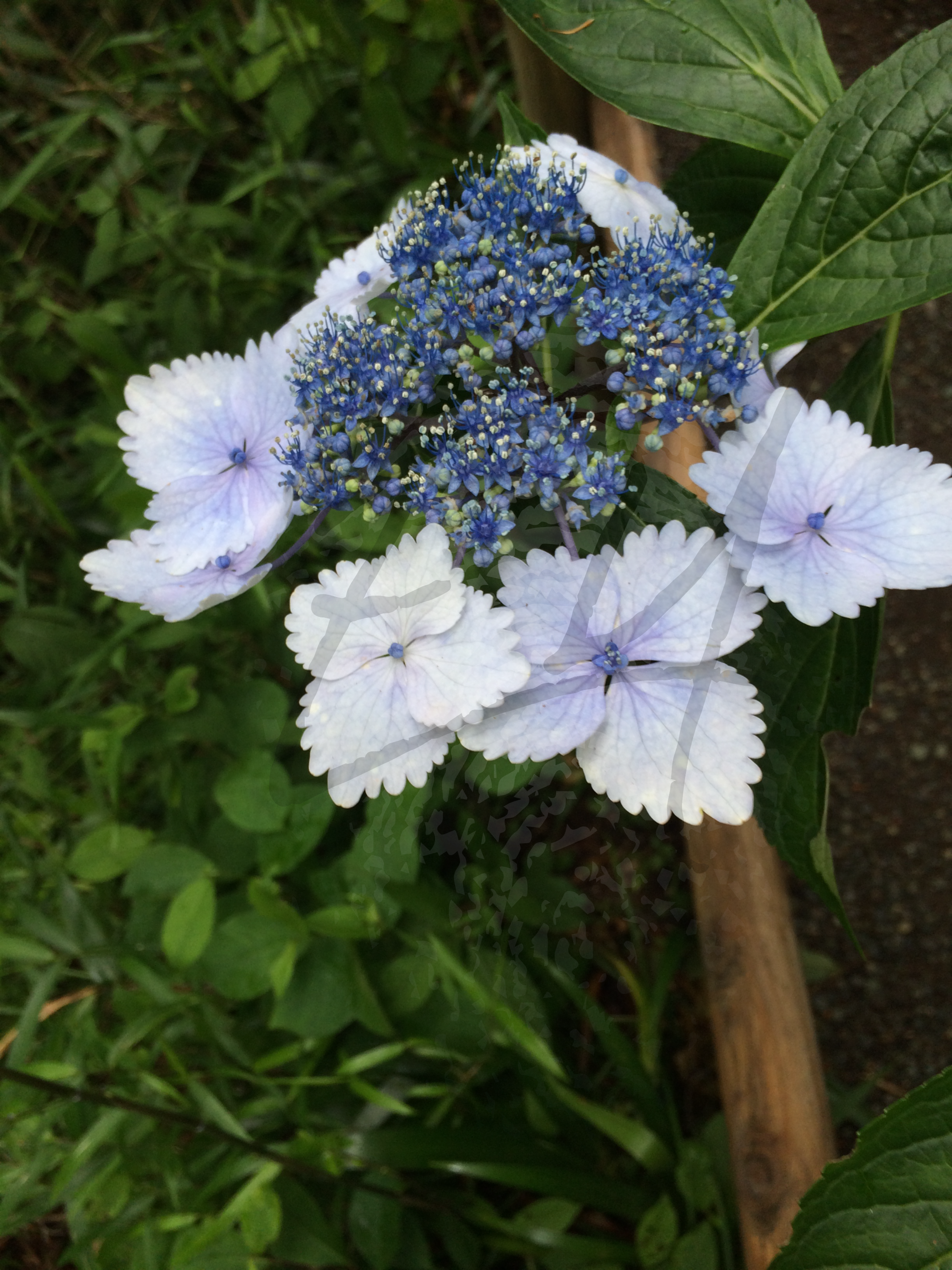 Watermarked Hydrangeas - Frilled to be Here.jpg