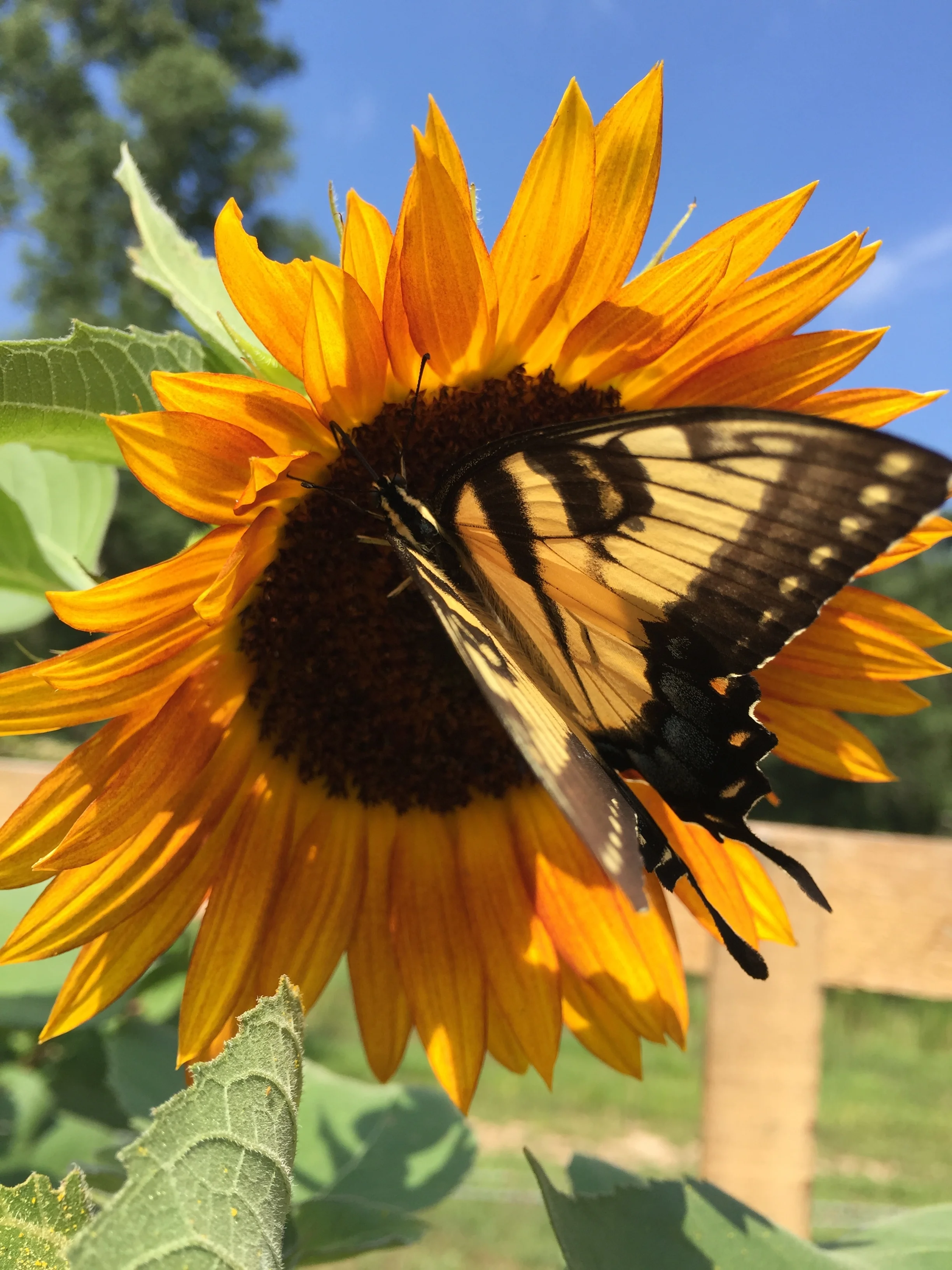 The butterflies loved all the sunflowers last year!