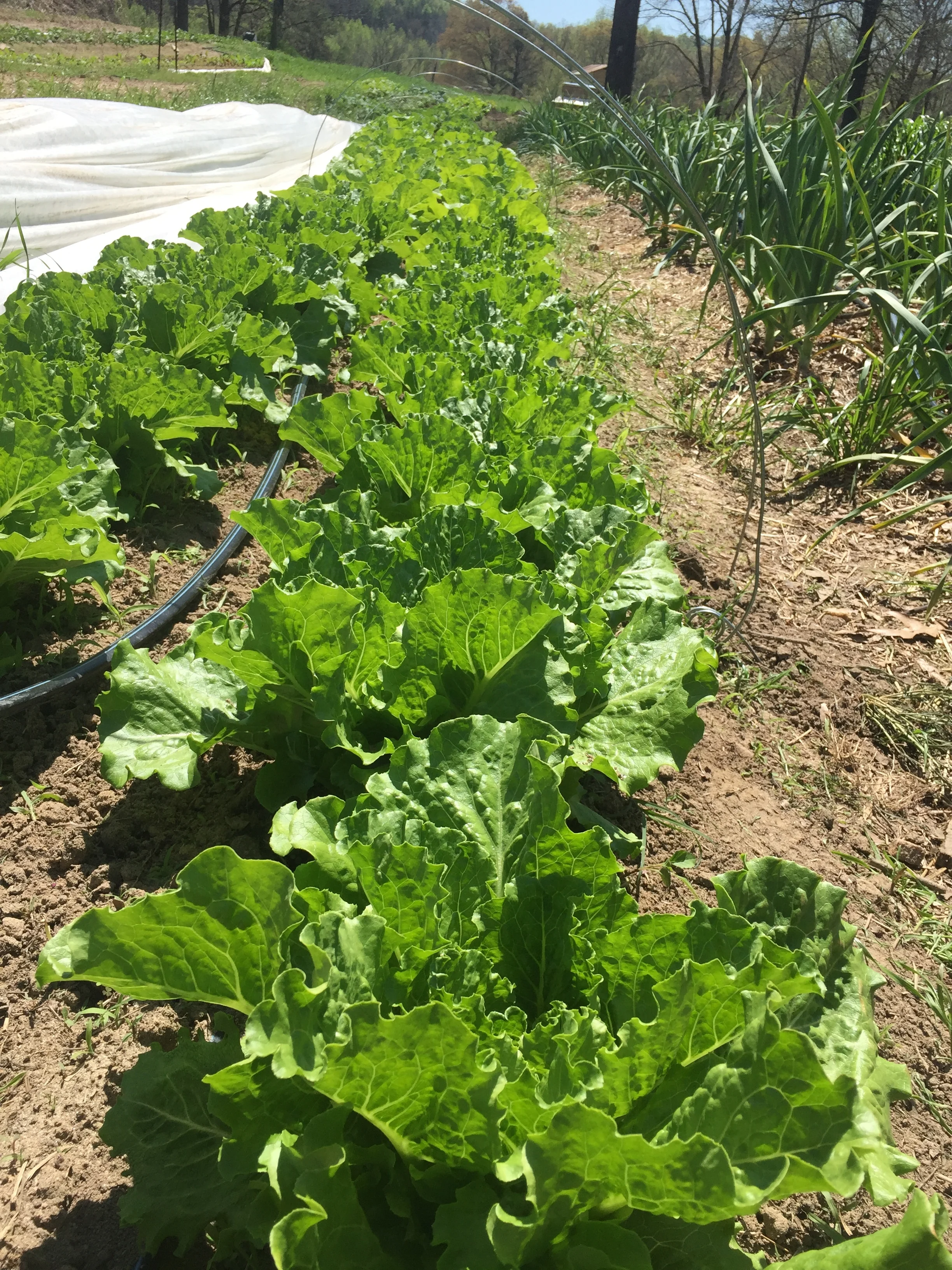 Romain Lettuce