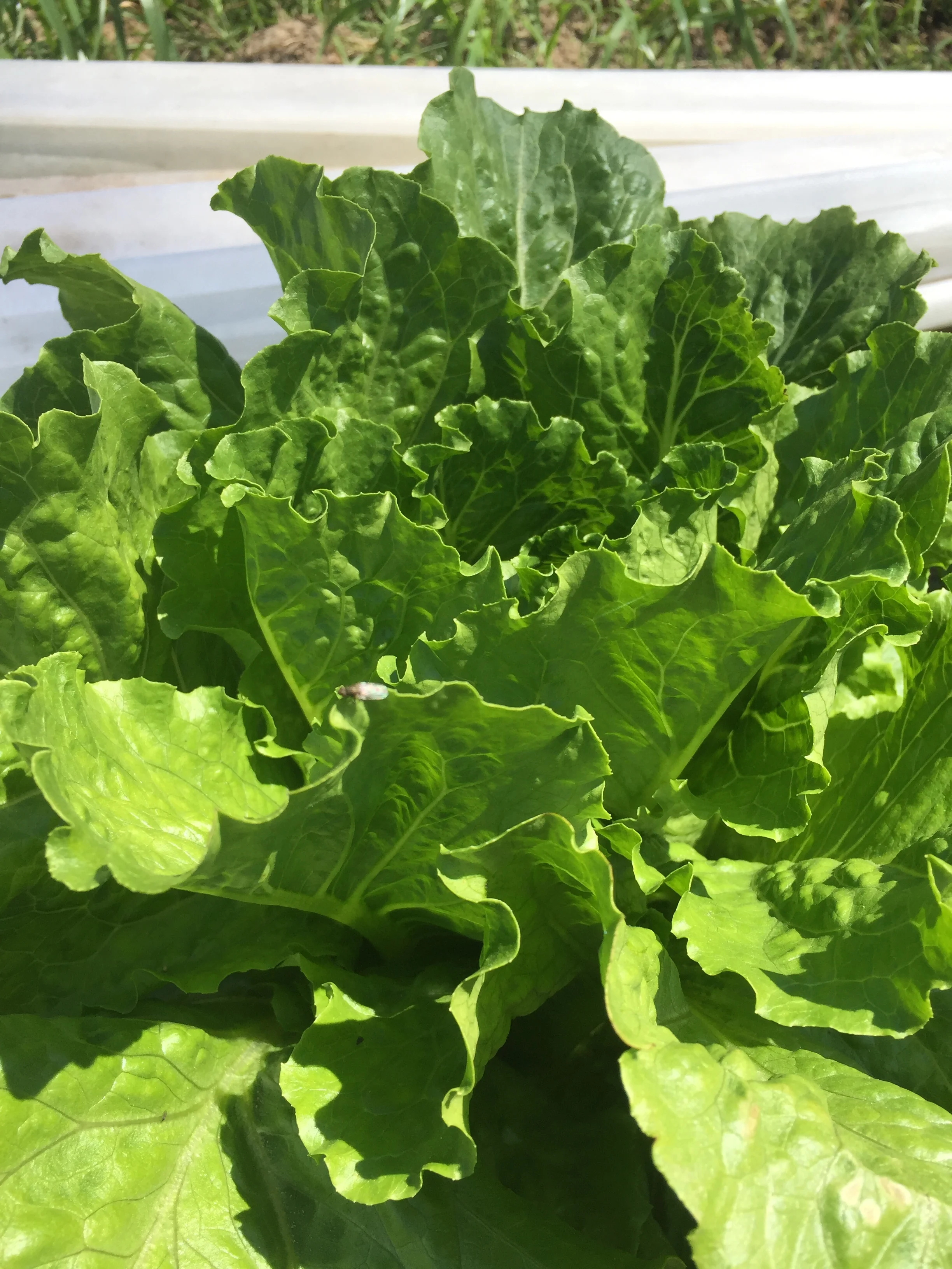 Romaine Lettuce (no charge for the bug) :)