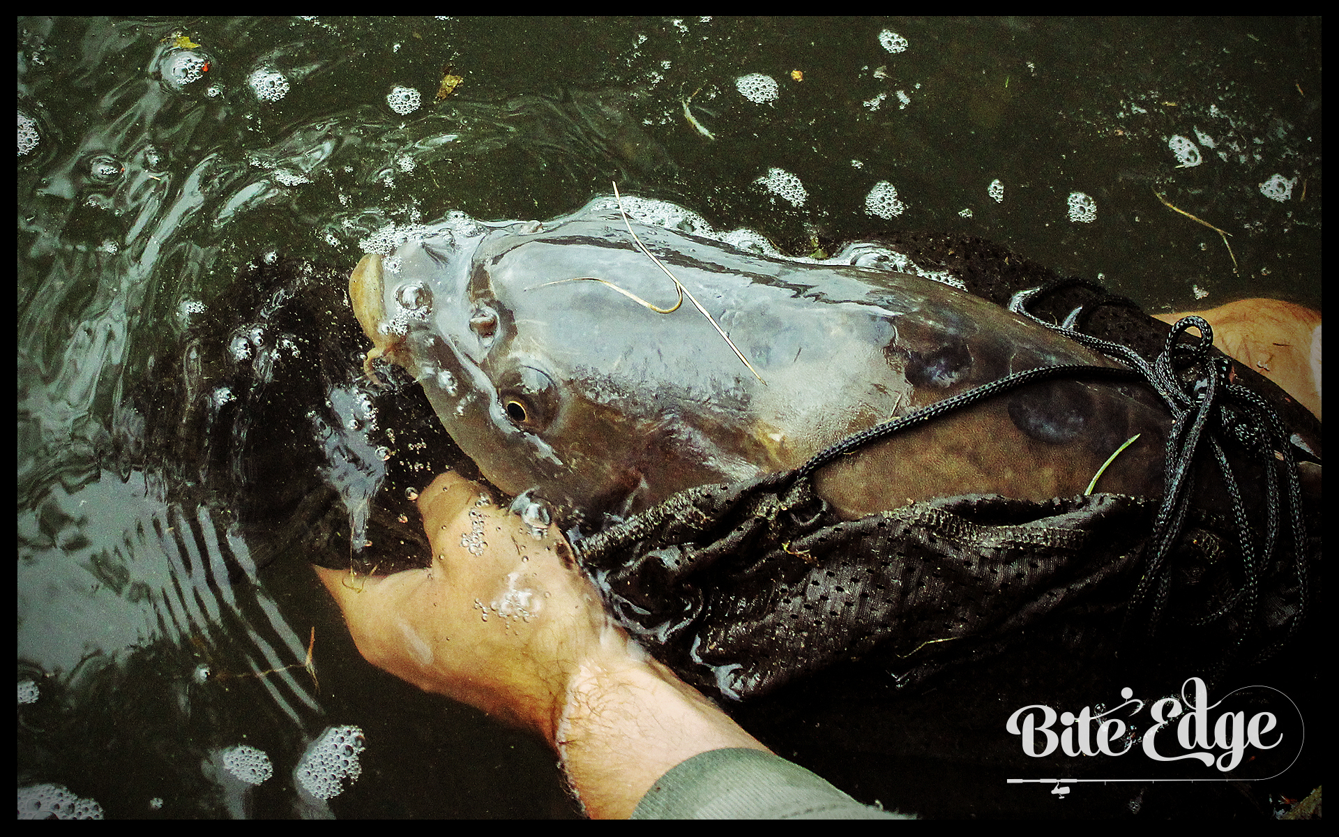 Bite-Edge_Carp.jpg
