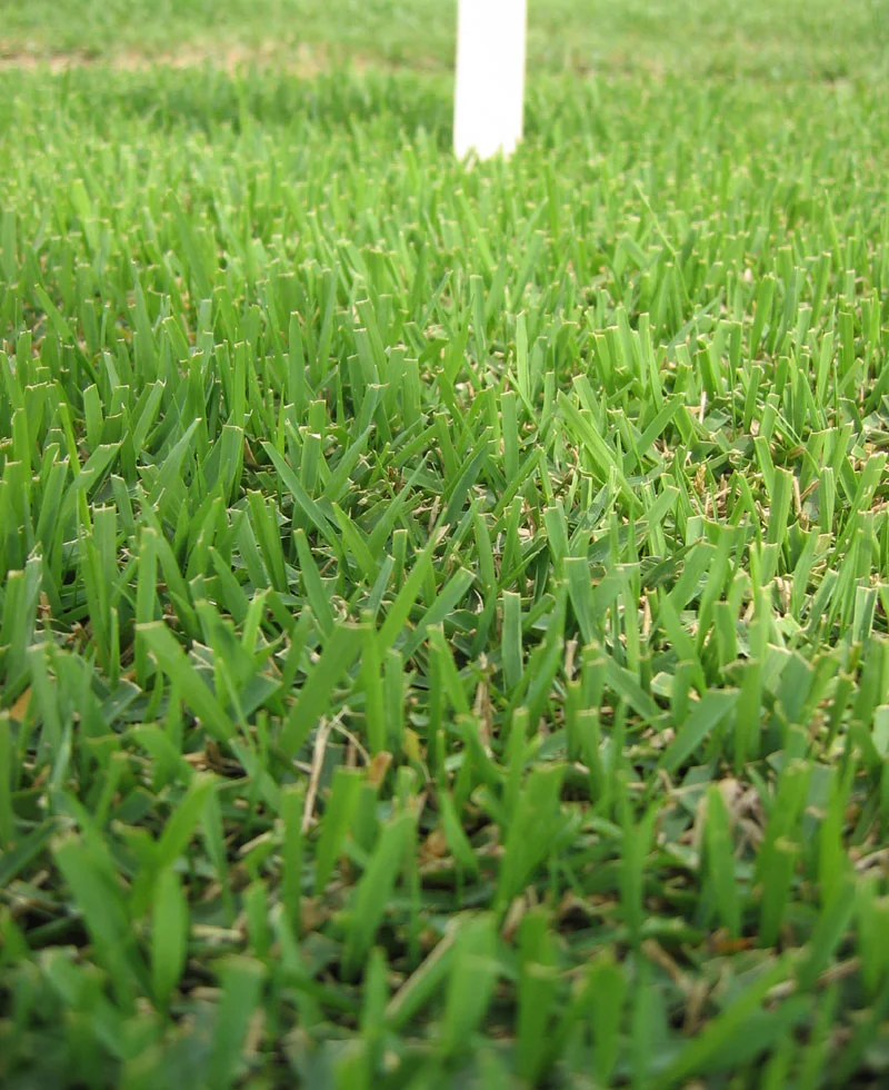 An example of a Zoysia lawn