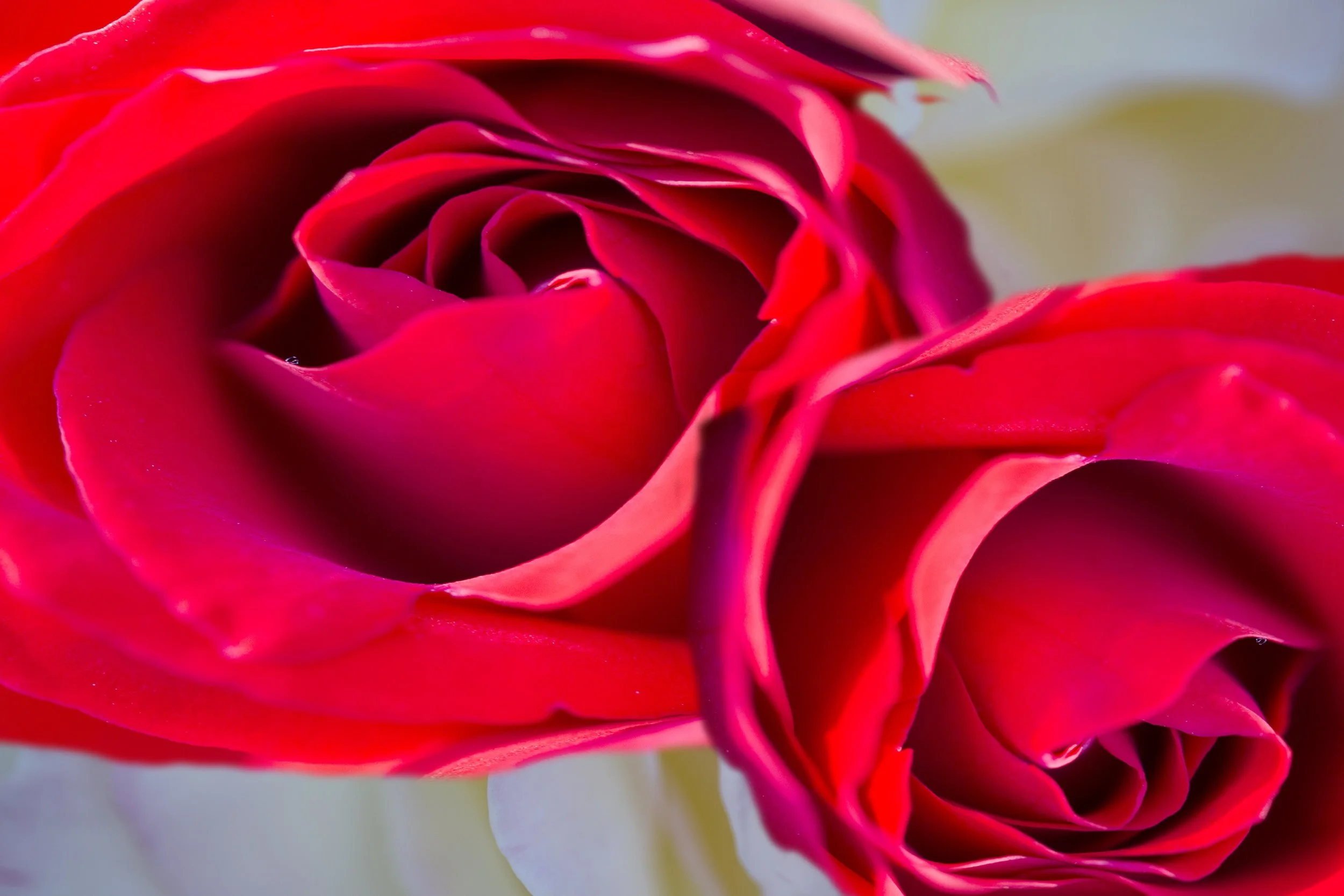 white lateral.Red- diagonal macro rose.jpg