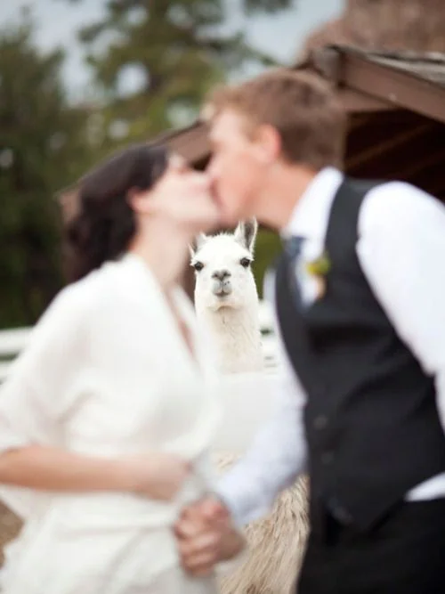 Epic photobomb (image via Pinterest)