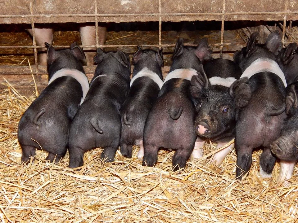 Time to Advocate for Agriculture